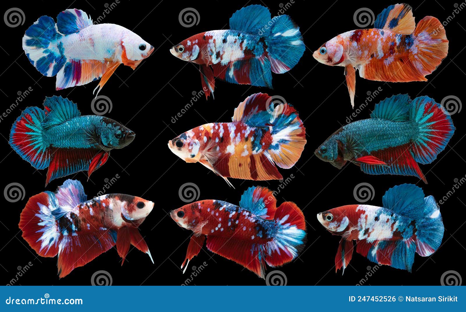 Different color betta fish cheap