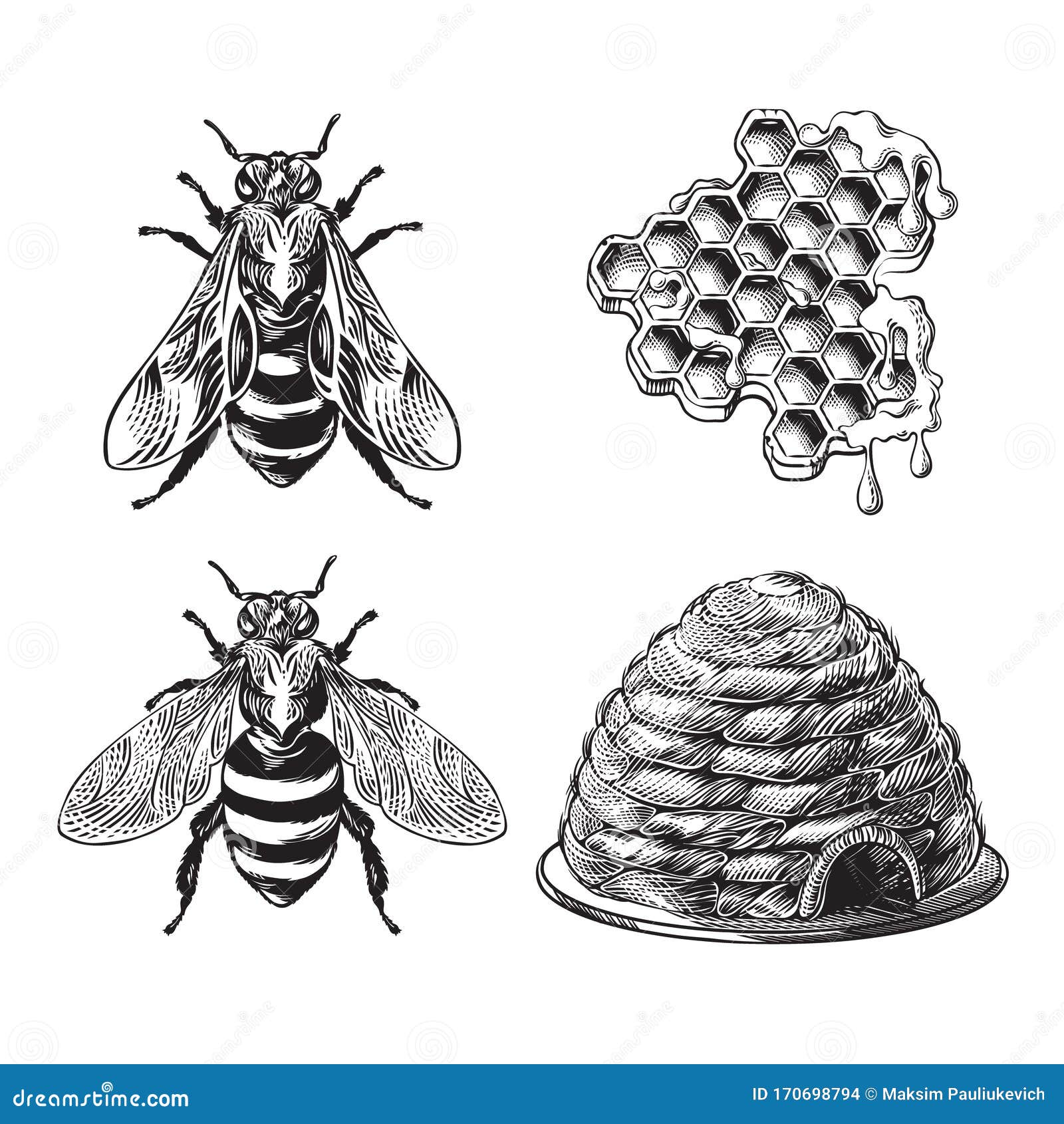 Engraving Illustration Of Honey Bee Stock Illustration - Download