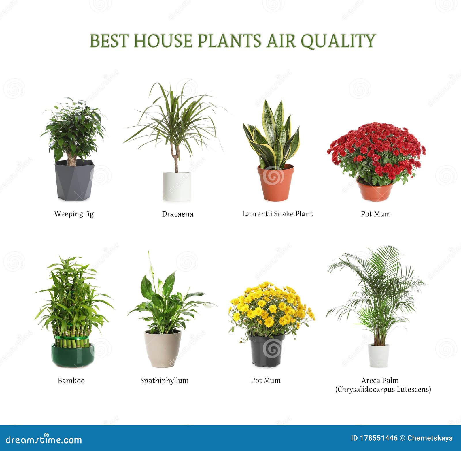 Indoor plants for better air quality