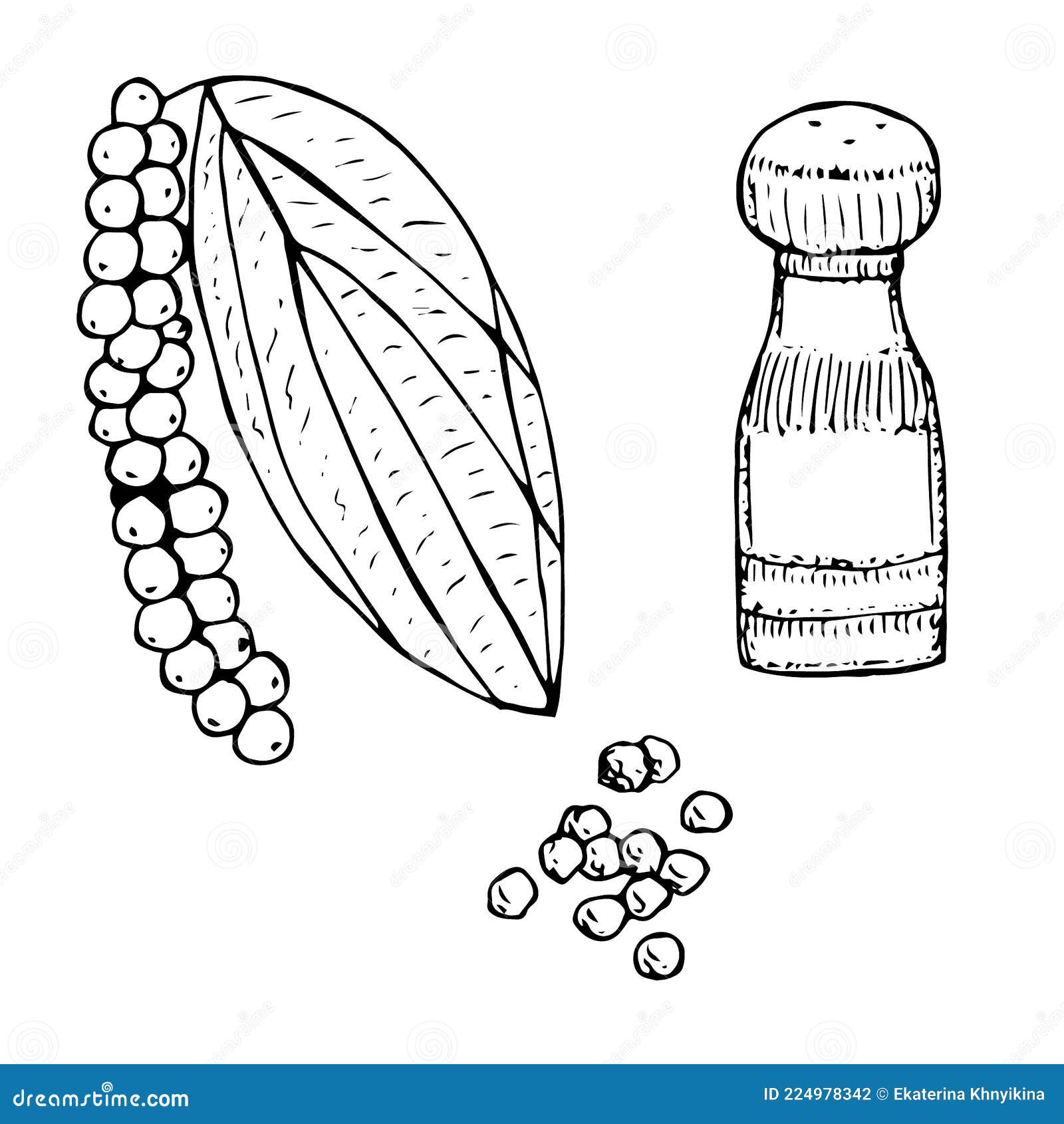 Set of Black Pepper, Vector Illustration, Hand Drawing Sketch Stock Vector Illustration of