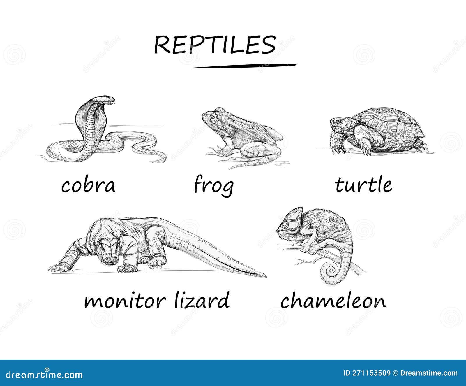 Reptiles Drawing Tutorials - Step by Step : DrawingTutorials101.com
