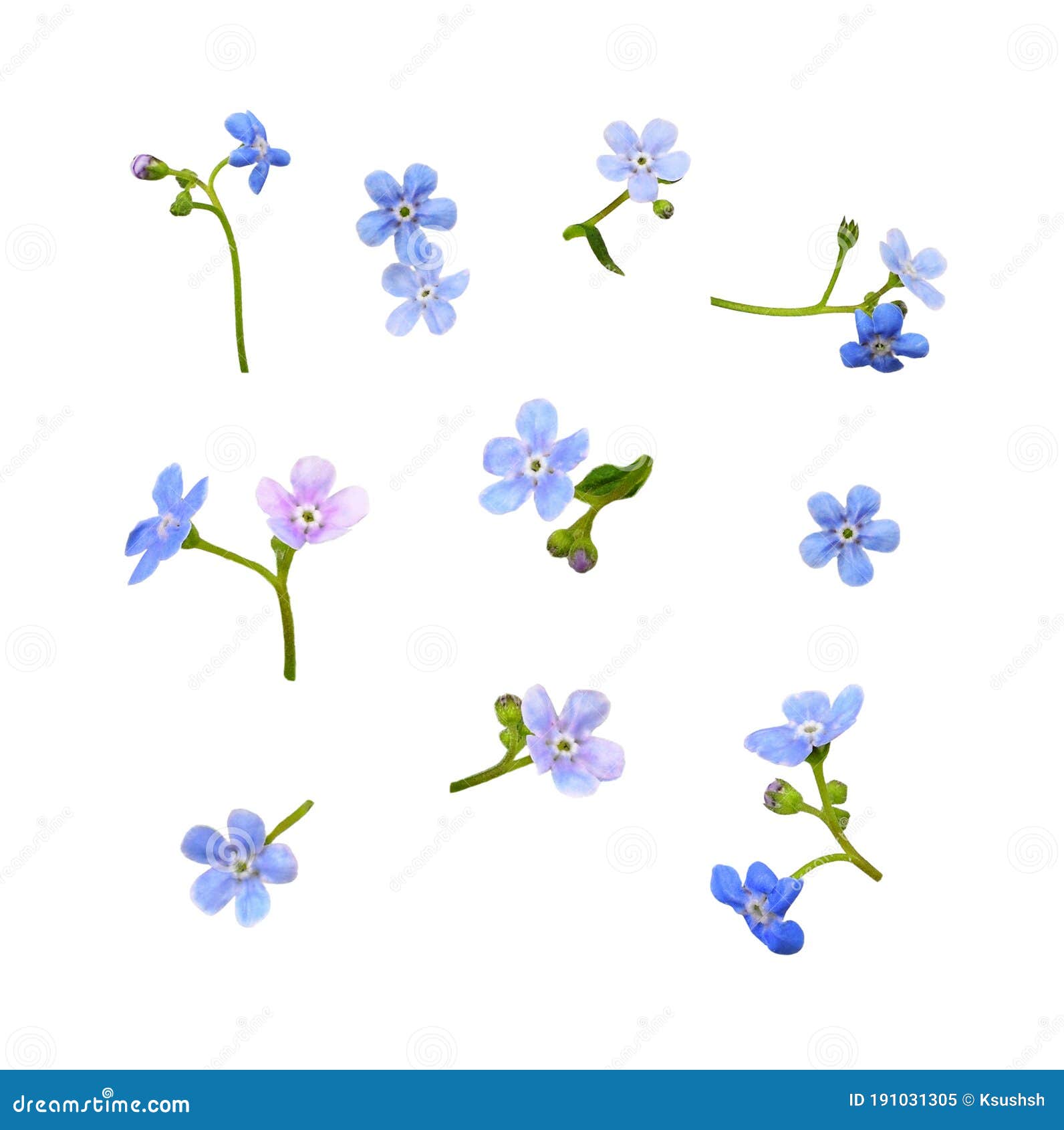 Set of Blue Flowers Stock Image Image of meadow, detail 191031305