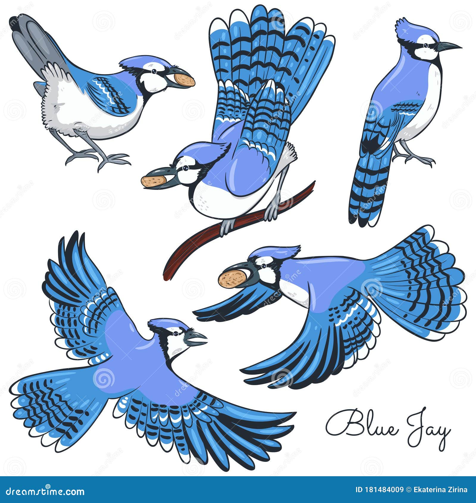 58 Bluejay Feather Stock Illustrations Vectors Clipart Dreamstime