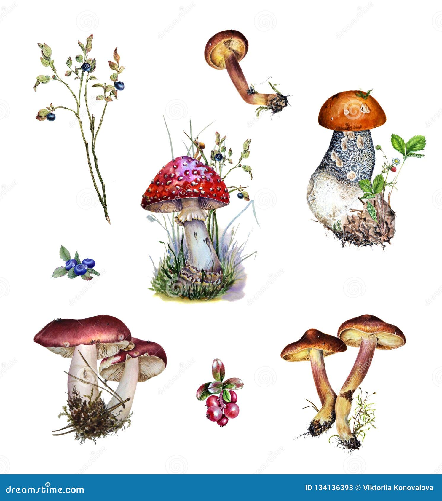 Mushroom png clipart hand drawn Autumn fall clipart summer botanical clipart Commercial use