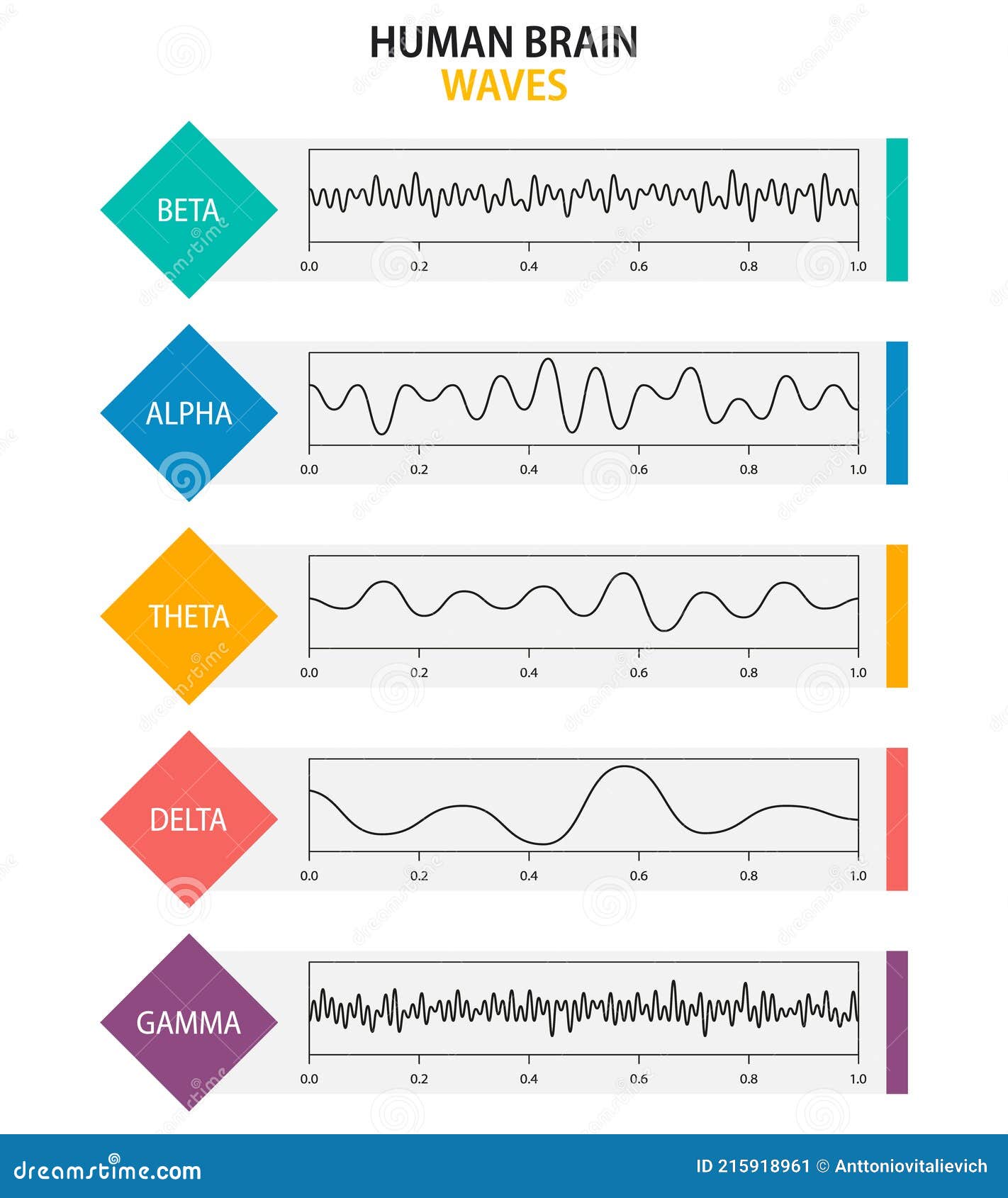 Set Of Brain Waves Oscillation Beta Alpha Theta Delta Gamma Brain Set Of Brain Waves Oscillation Beta Alpha Theta Delta Gamma Brain