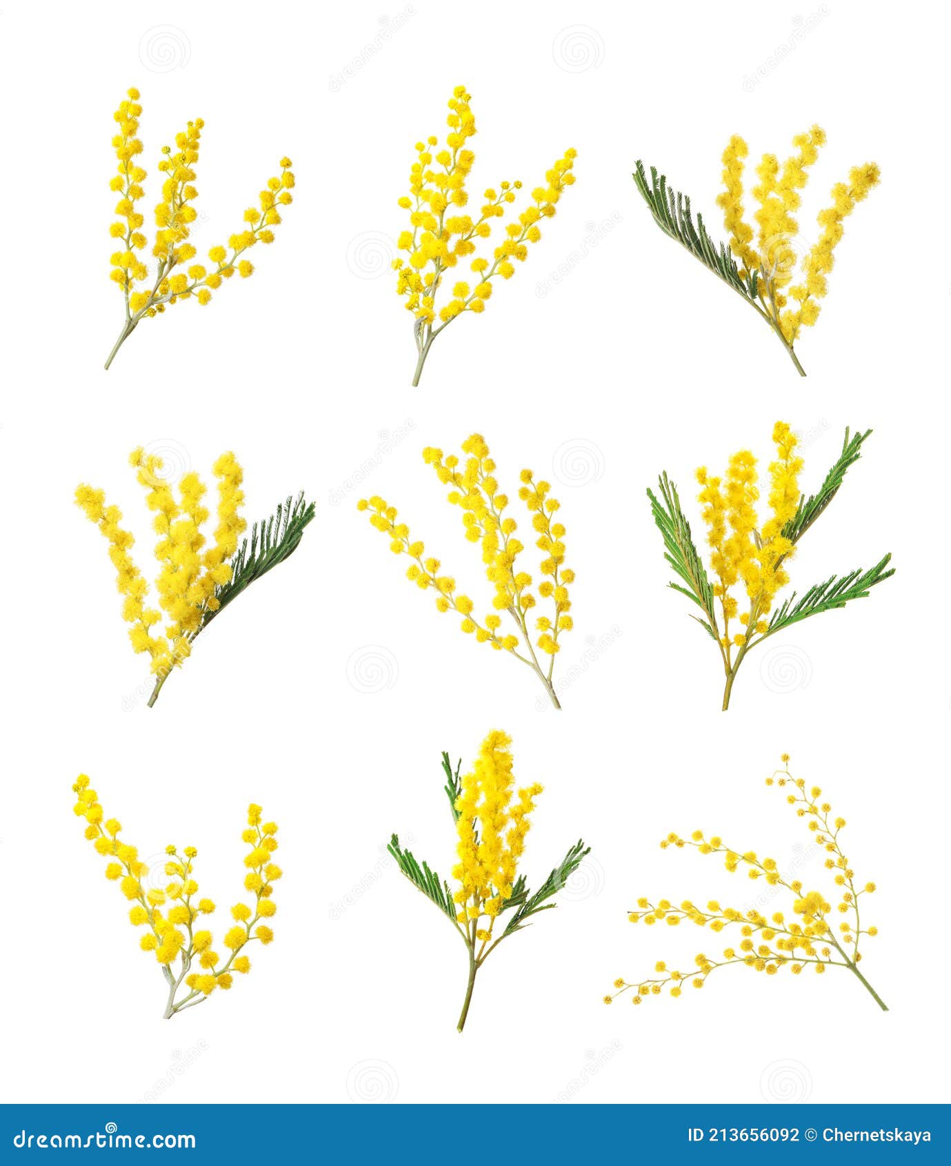 Set with Bright Yellow Mimosa Flowers on White Background Stock Photo
