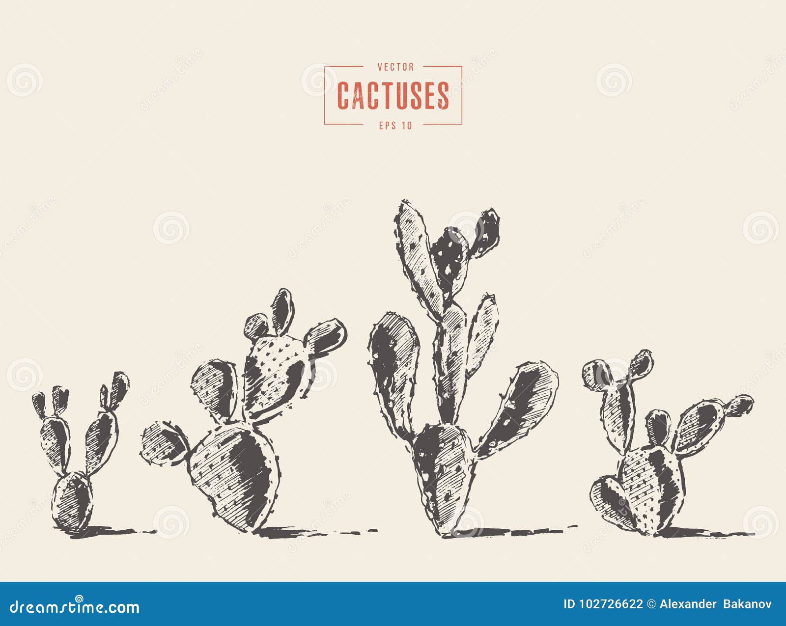 Set Cacti Cacti Opuntia Drawn Vector Sketch Stock Vector Illustration