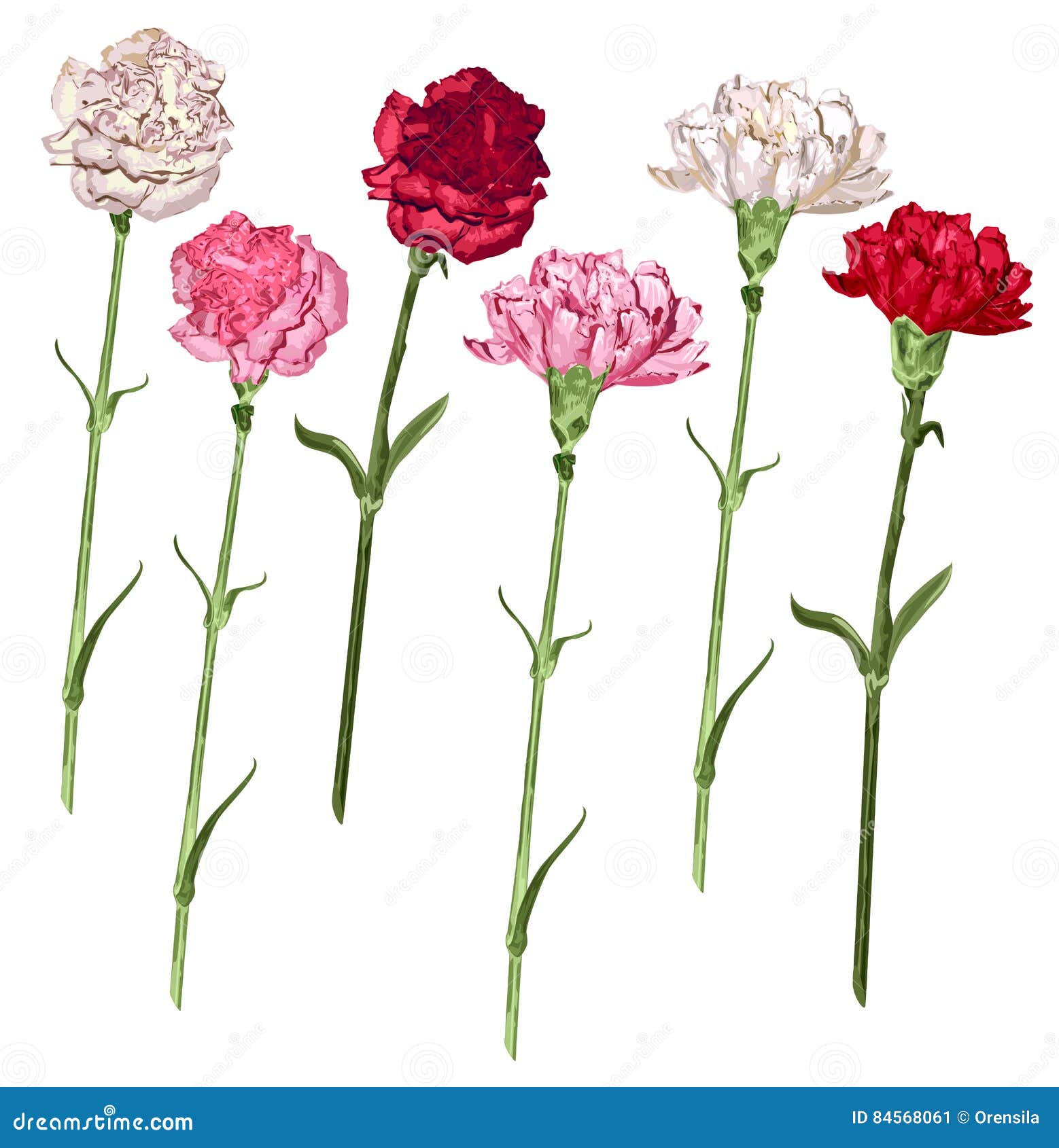 Carnation Flowers Cartoon Vector 1236381