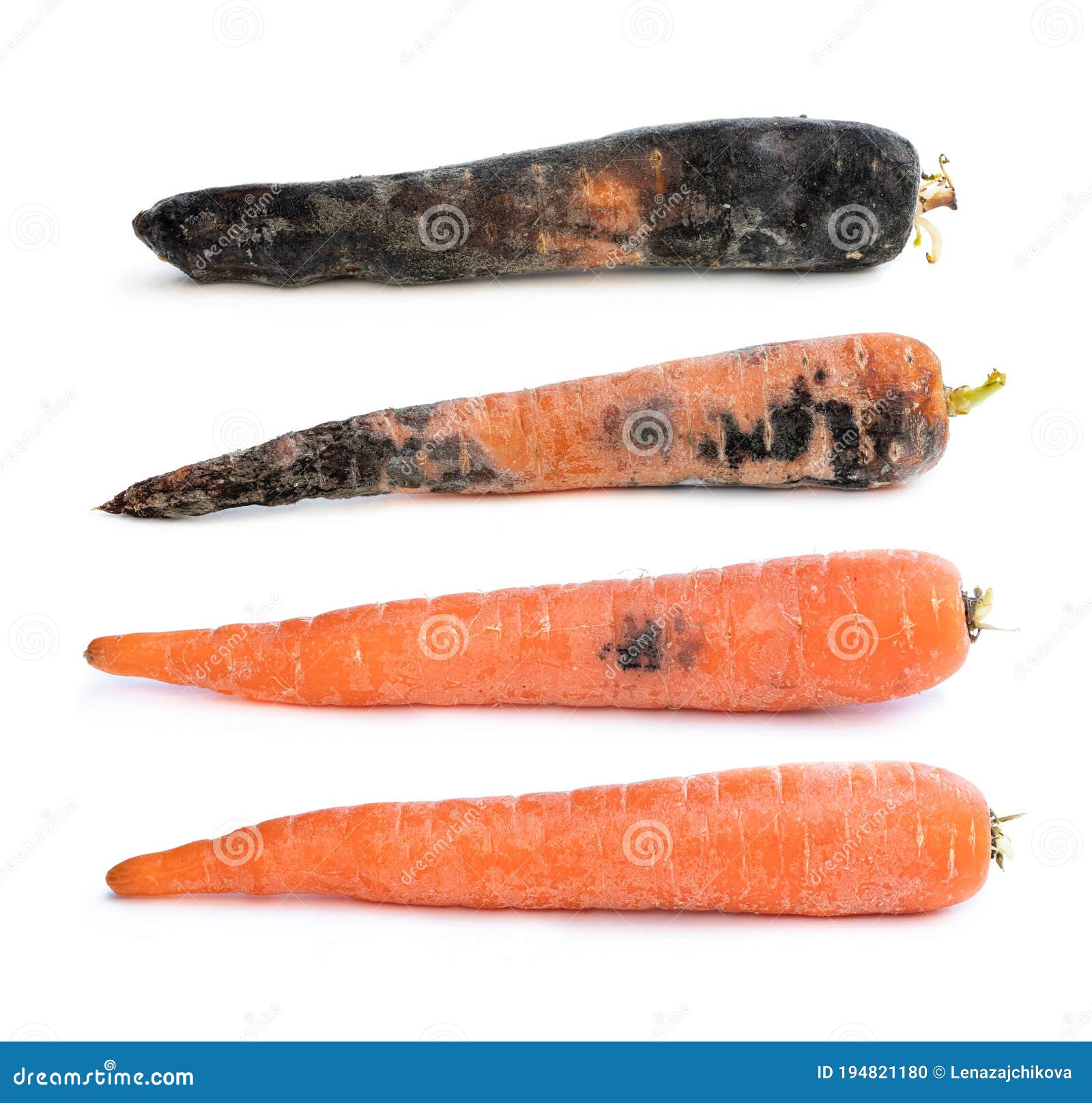 Set of Carrots in Different Stages of Decay Stock Photo Image of aged, organic 194821180