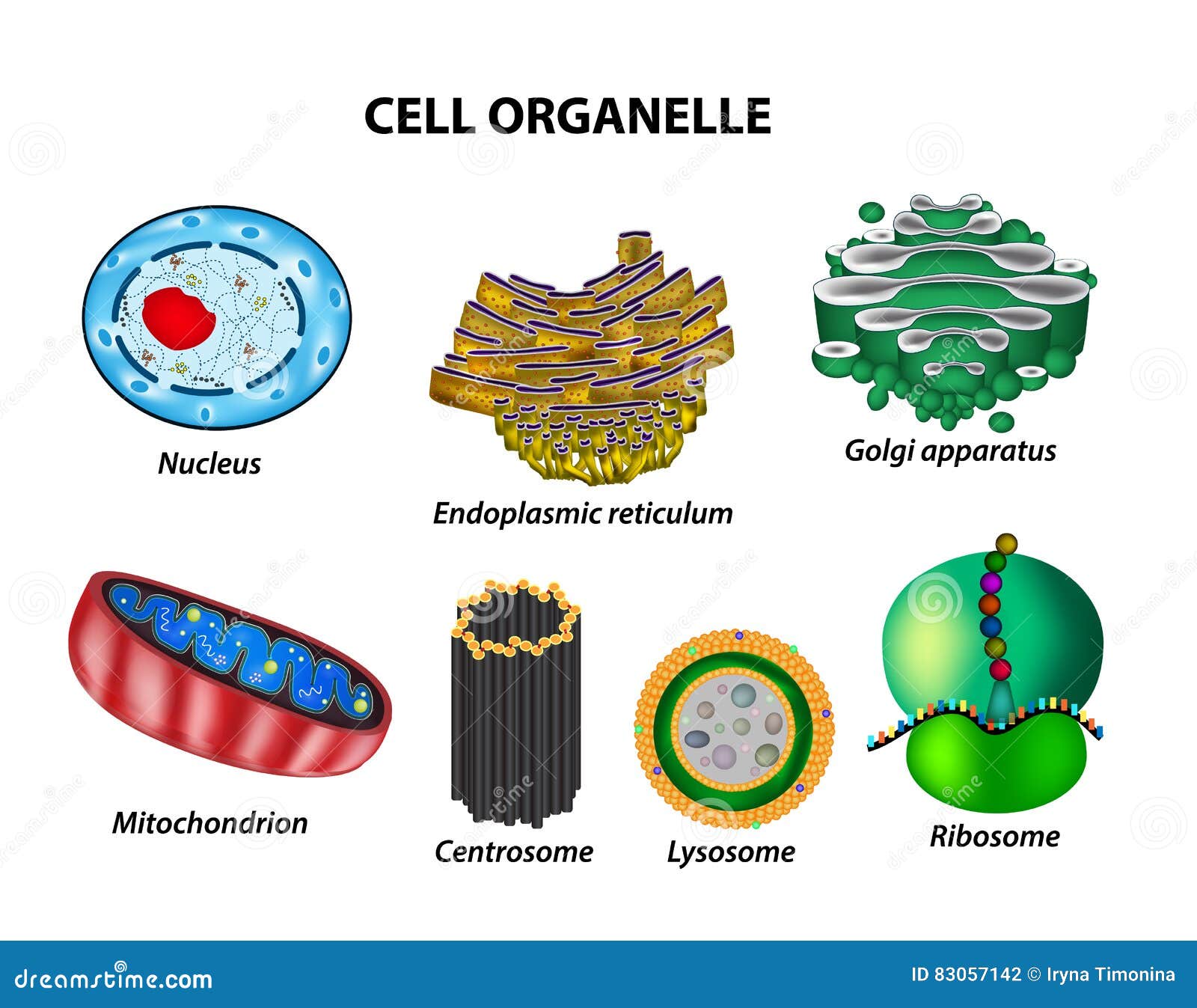 set the cell organelles. nucleus, endoplasmic reticulum, golgi a