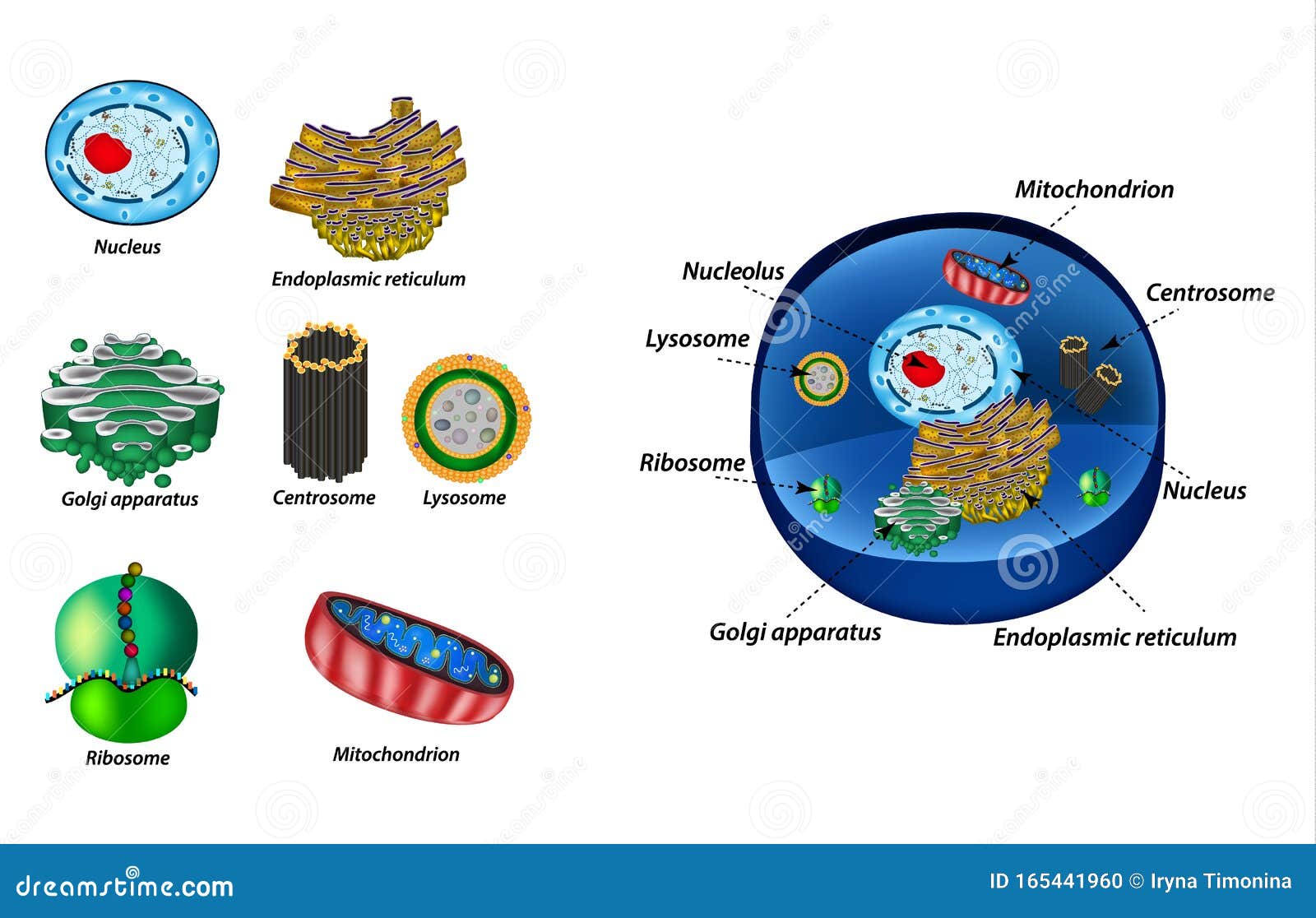 set the cell organelles. structure of human cells. organelles. nucleus, endoplasmic reticulum, golgi apparatus
