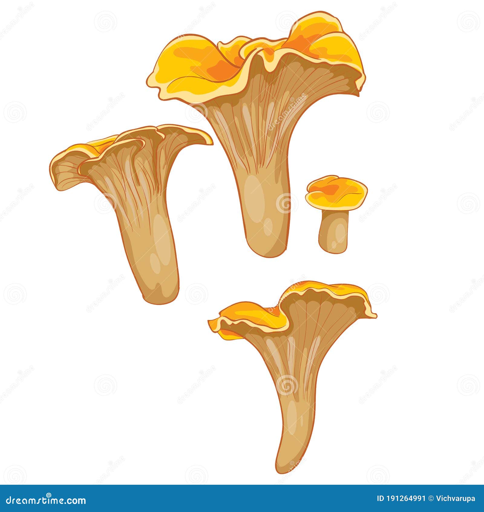 Set Of Chanterelle Mushrooms, Cartoon Illustration, Isolated Object On ...