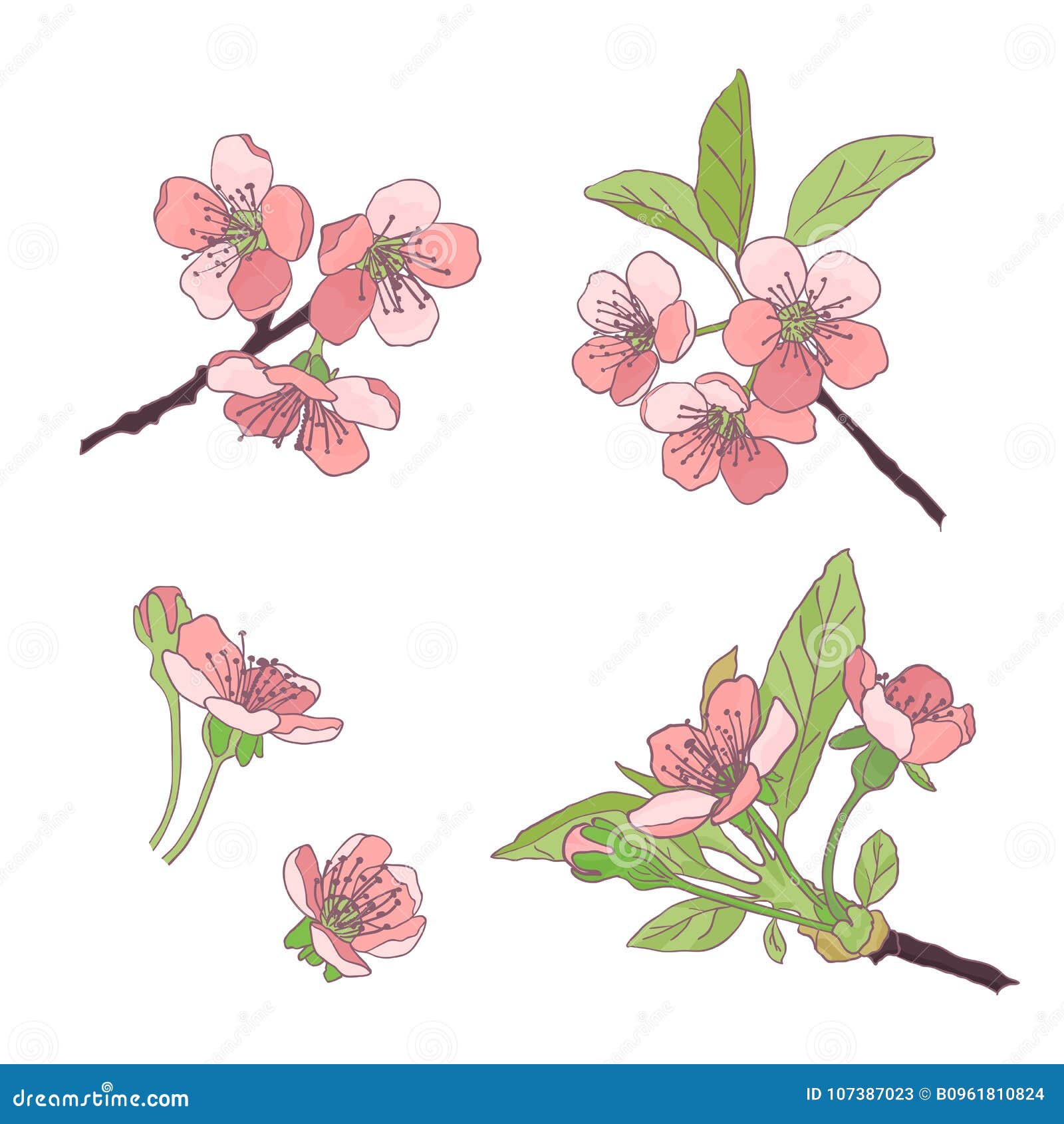 How to Draw Cherry Blossom Sakura  Step by Step for Beginners  YouTube