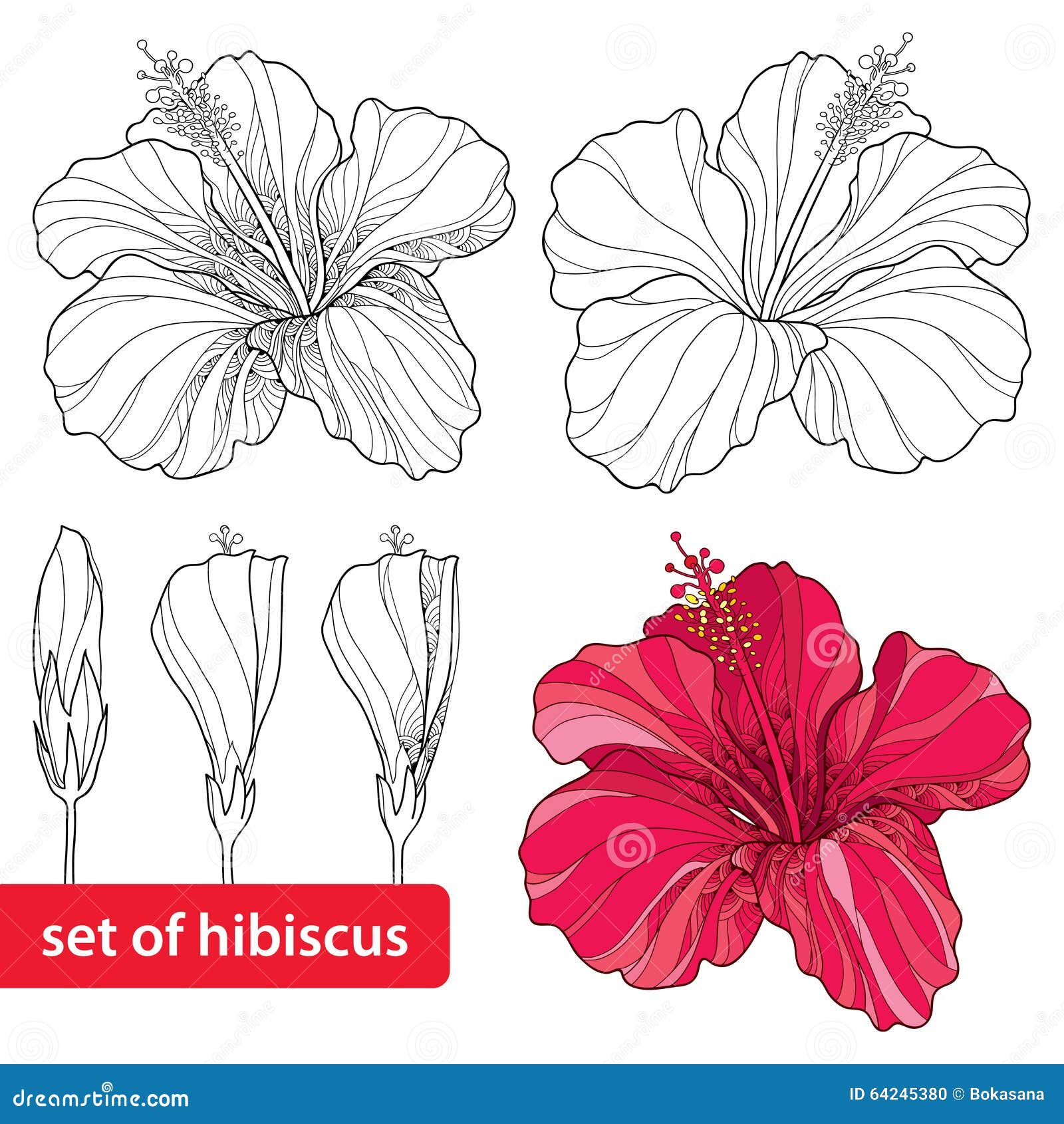 set of chinese hibiscus or hibiscus rosa-sinensis on white background. flower  of hawaii