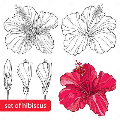 Set of Chinese Hibiscus or Hibiscus Rosa-sinensis on White Background ...