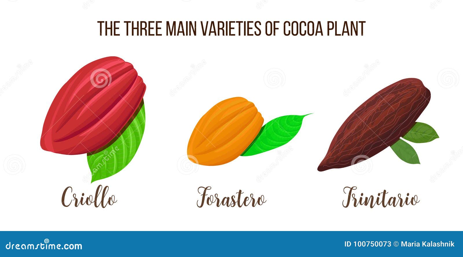 set of cocoa pods . criollo, forastero, trinitario types. realistic style.