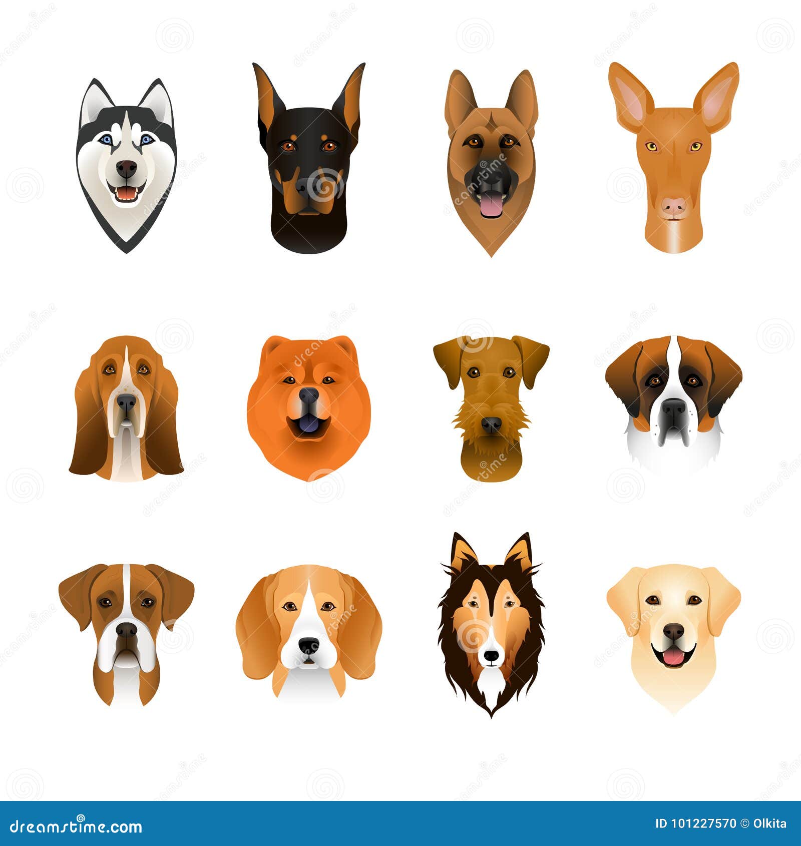set, collection of  colorful head and face of airedale terrier, beagle, chow, husky, pharaoh hound, saint bernard, labrado