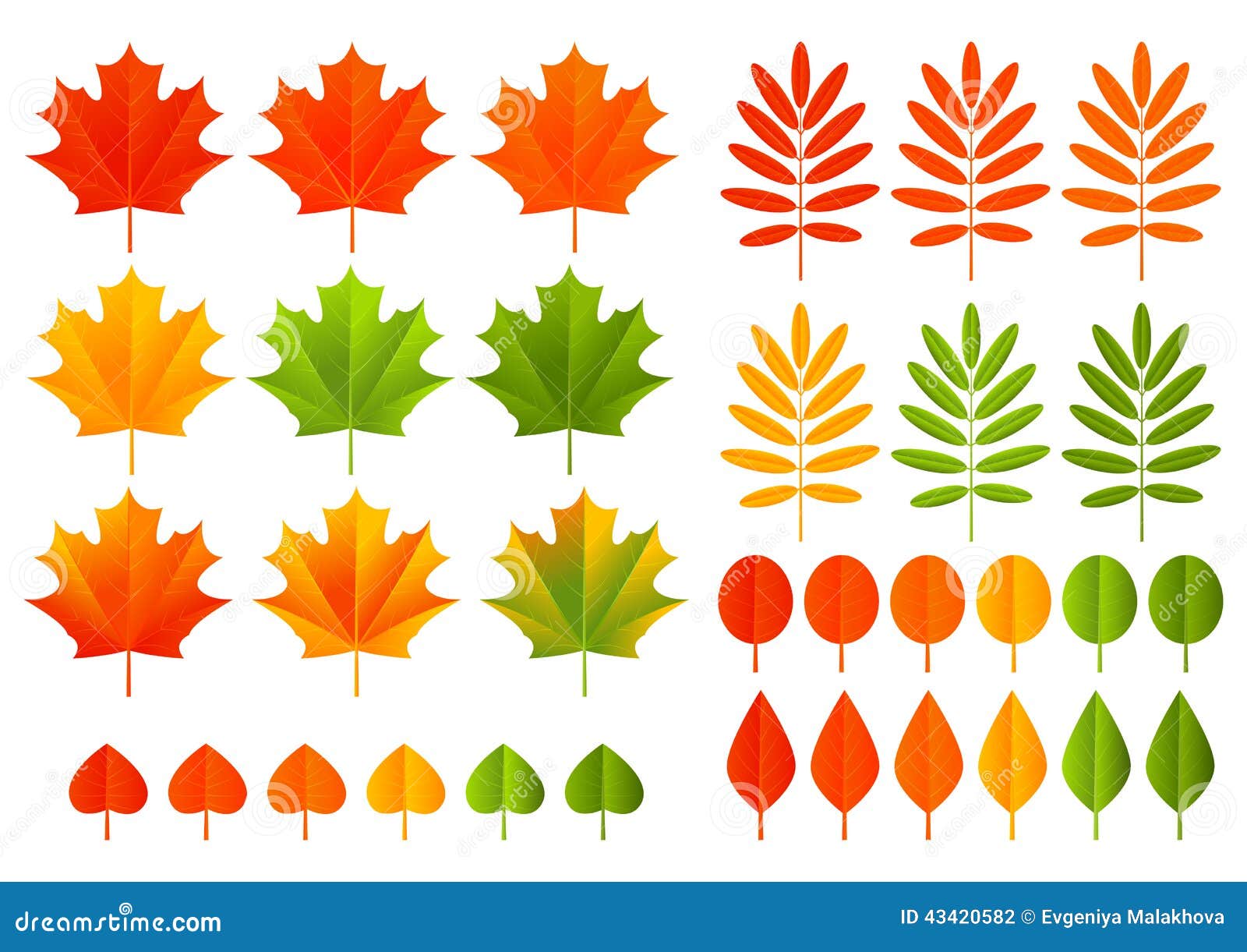 Set of color autumn leaves stock vector. Illustration of nature - 43420582