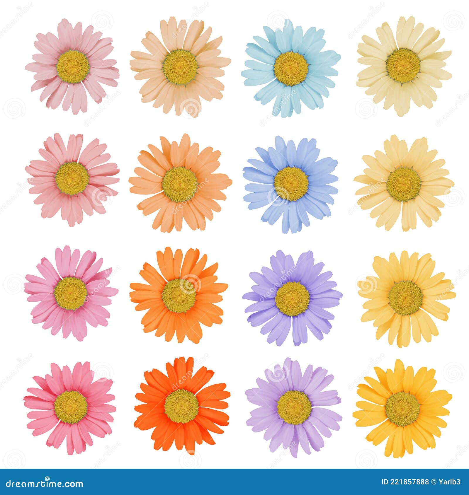 Set of Colored Daisies on a White Background Isolated Stock Photo