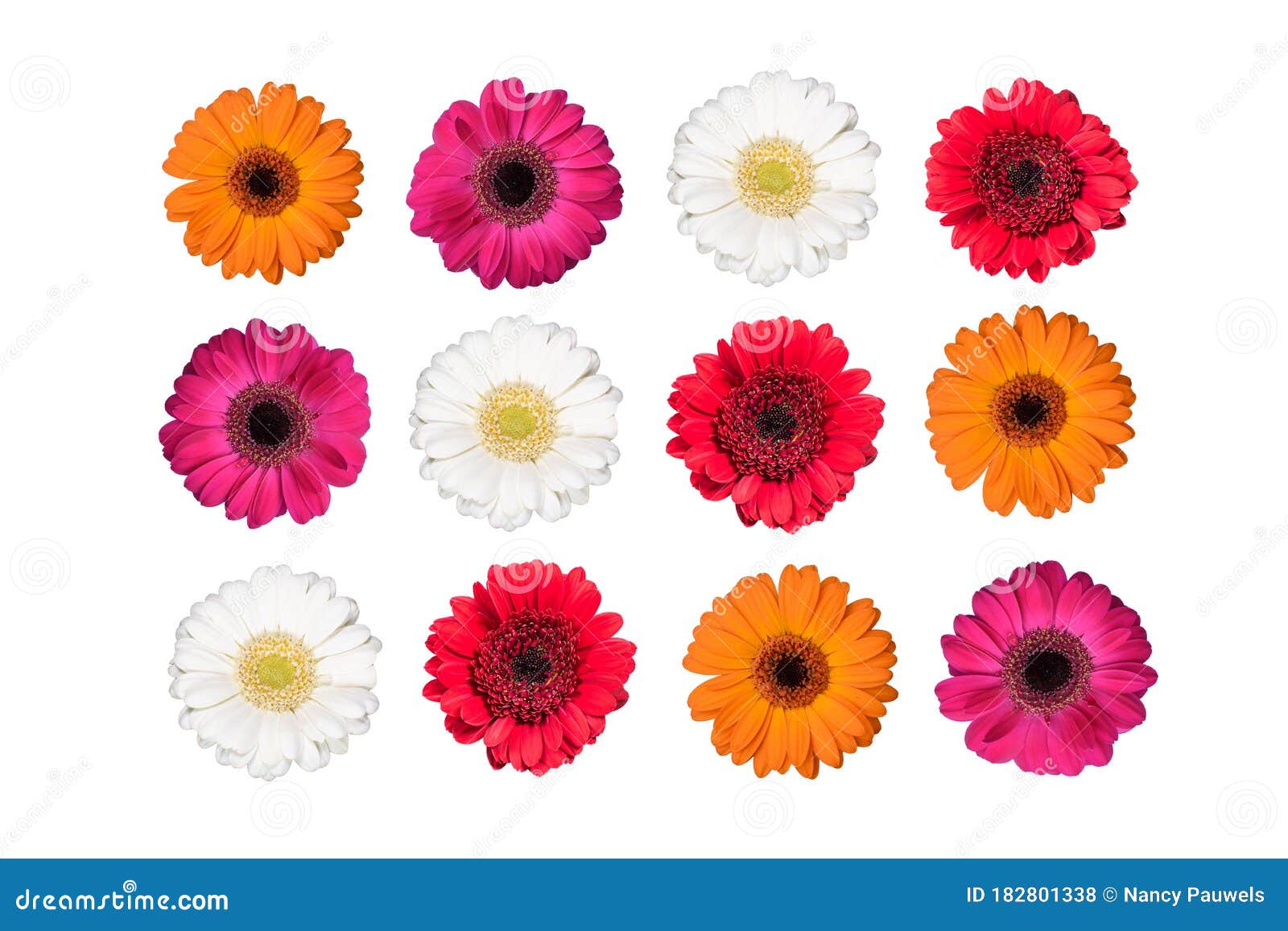 Set Of Colorful Gerbera Flowers Isolated On White Stock Photo Image Of Blooming Beauty 182801338