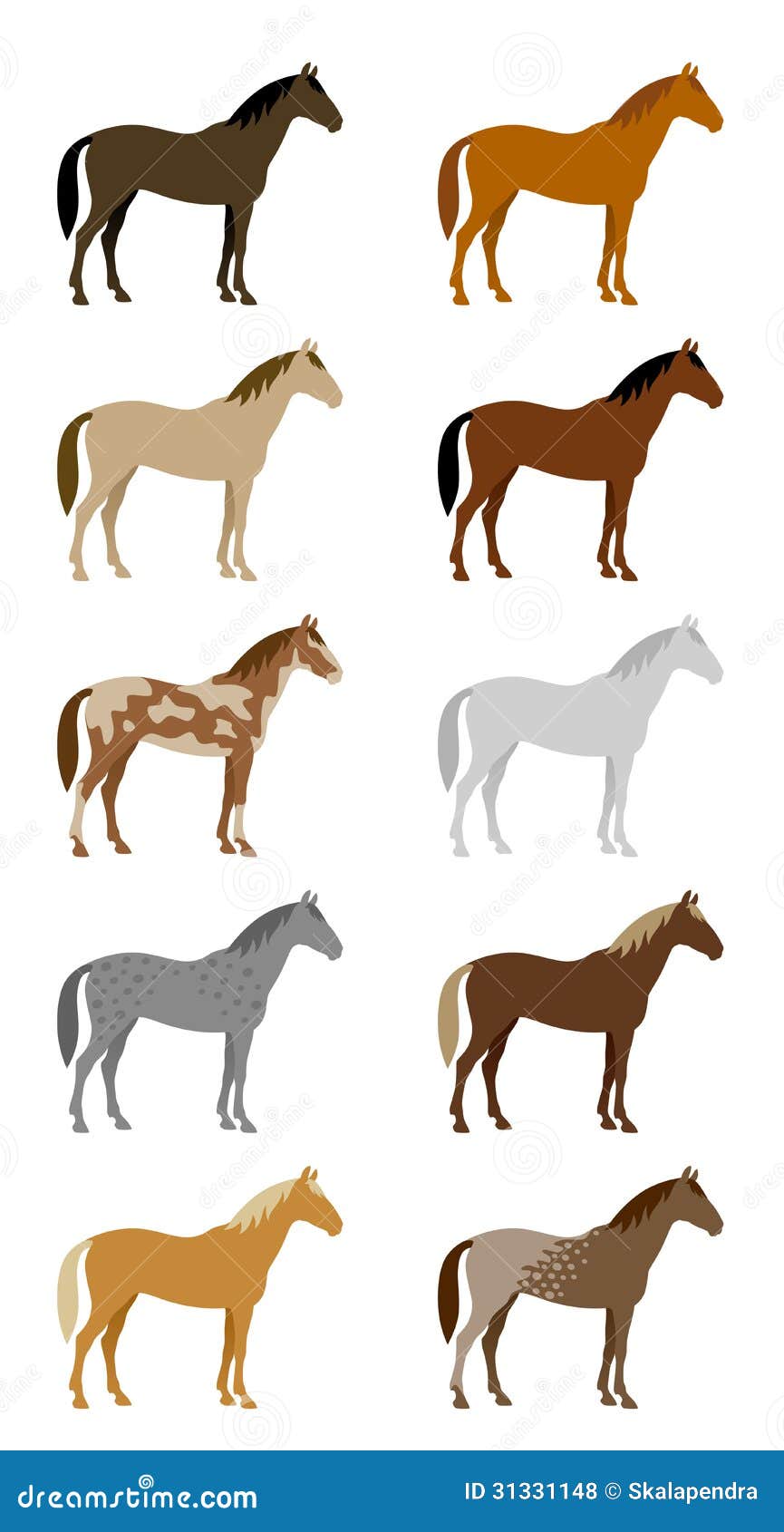 Piebald, Skewbald, Pinto Horse Color Chart On White. Equine Coat Colors ...