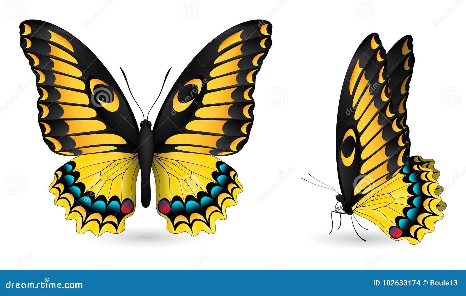 Download Set Of Colorful Butterflies. Front And Side View Stock ...
