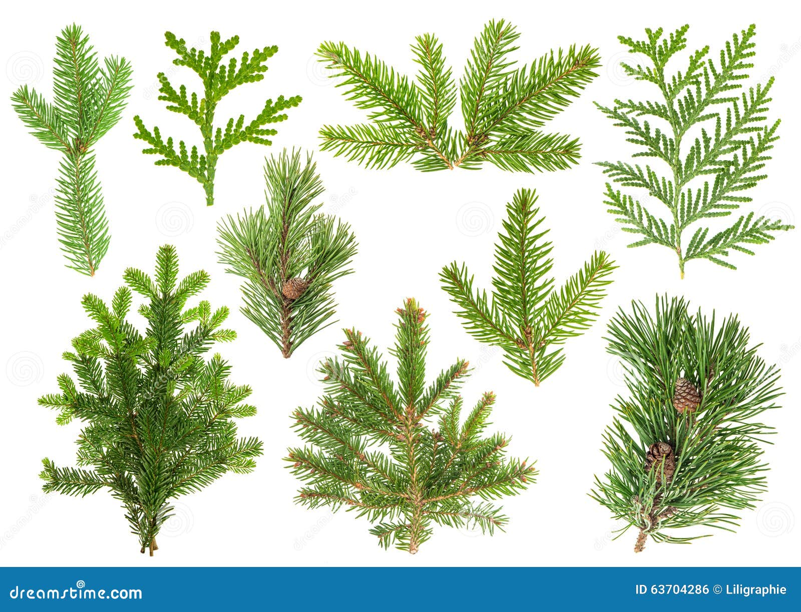 Set of Coniferous Tree Branches. Spruce, Pine, Thuja, Fir Stock Photo