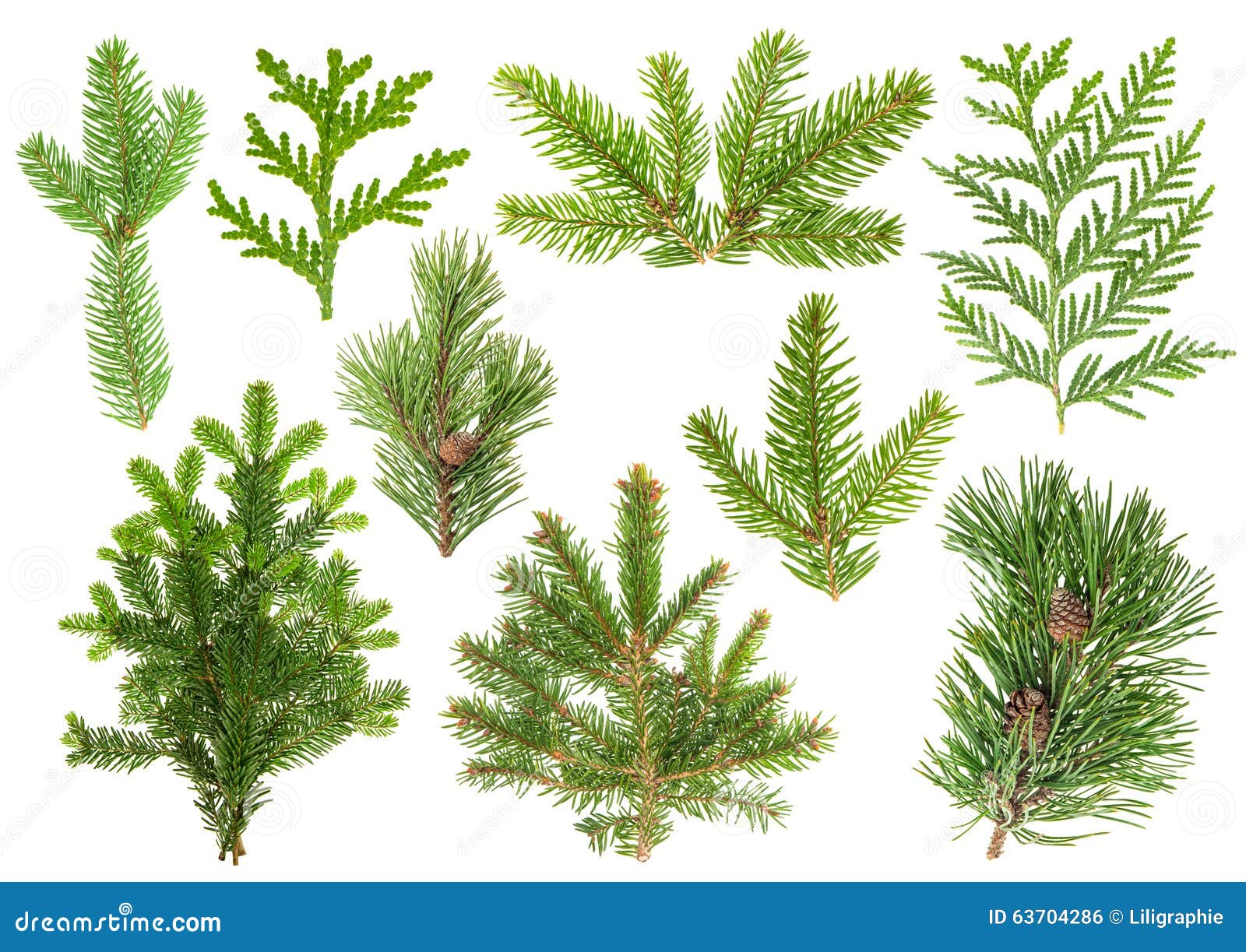 Coniferous Fir Trees Evergreen Branches Vector Set Isolated On