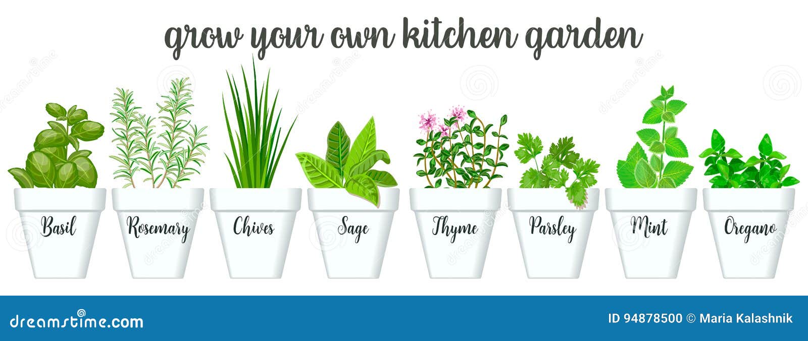 set of culinary herbs in white pots with labels. green growing basil, sage, rosemary, chives, thyme, parsley, mint, oregano