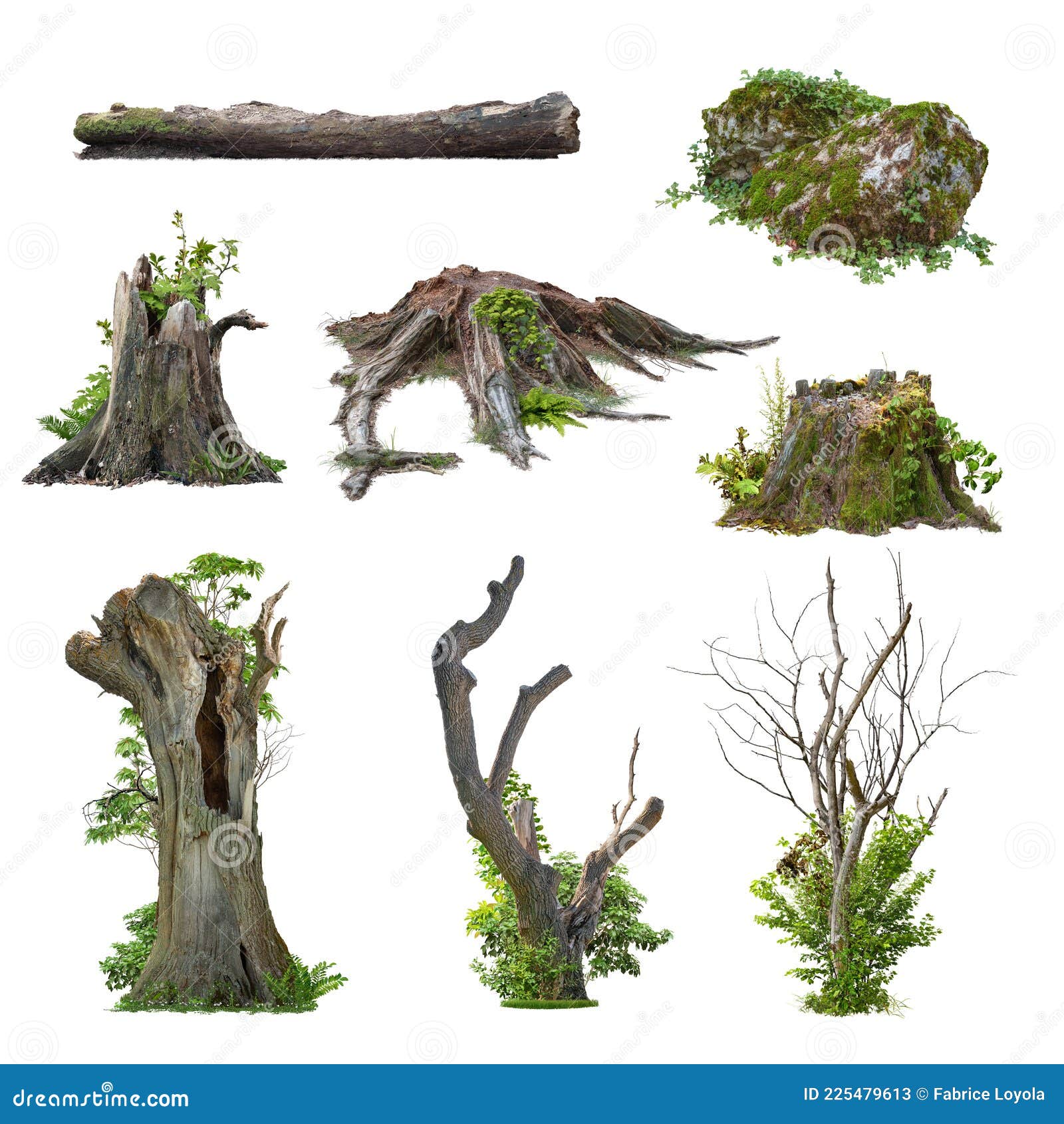 tree roots png