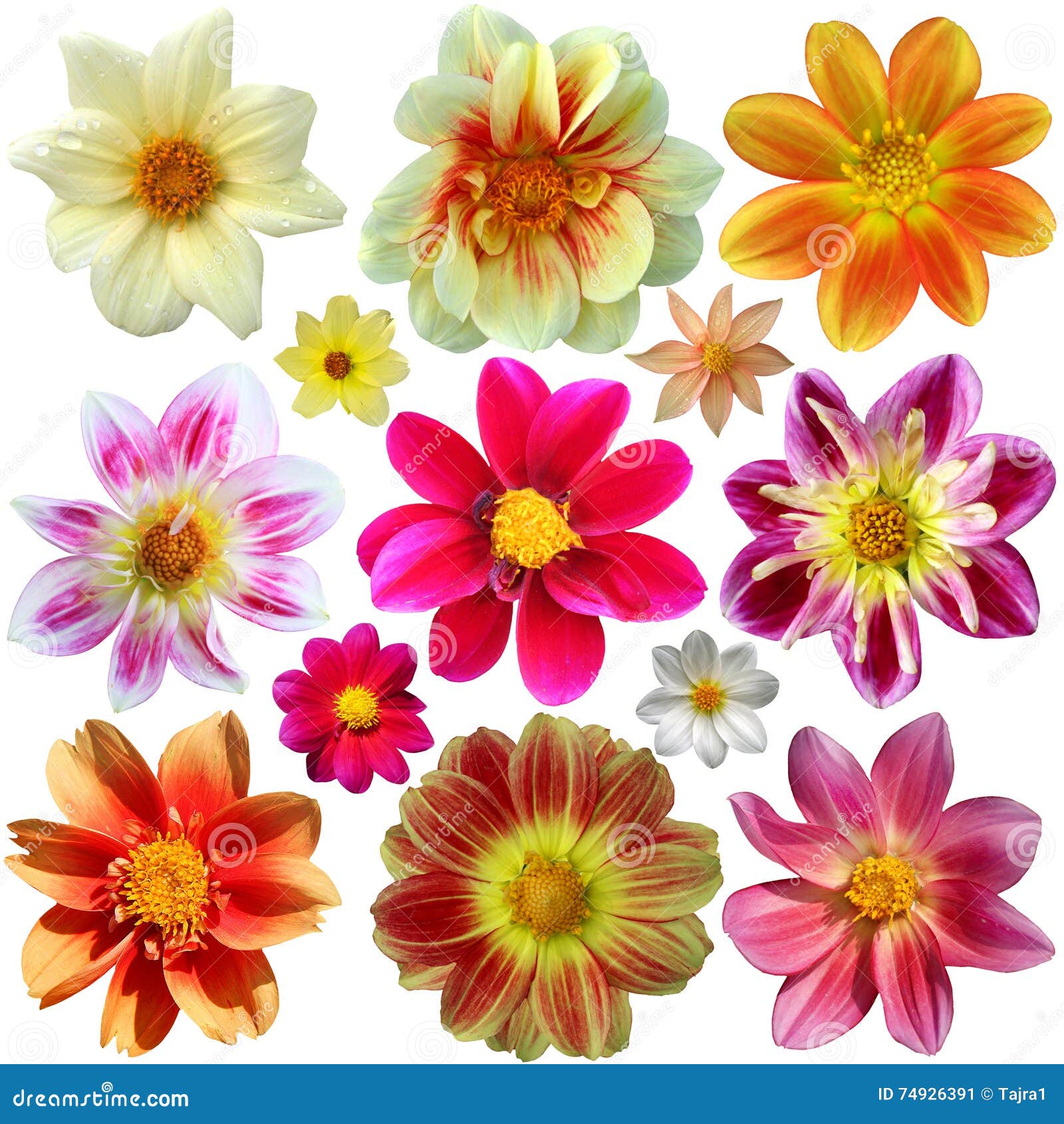 Set of dahlia flower heads stock image. Image of heads 74926391