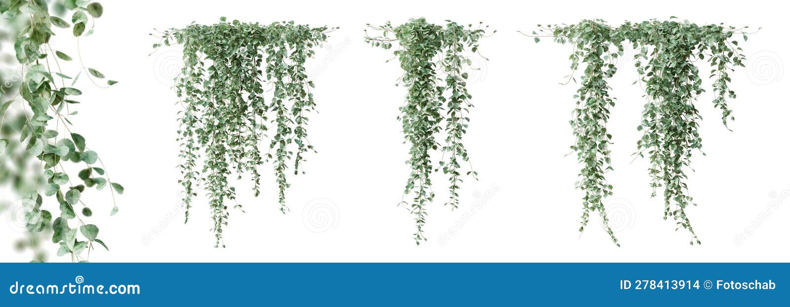 Set of Dichondra Creeper Plant, Isolated on White Background. 3D Render Stock Illustration