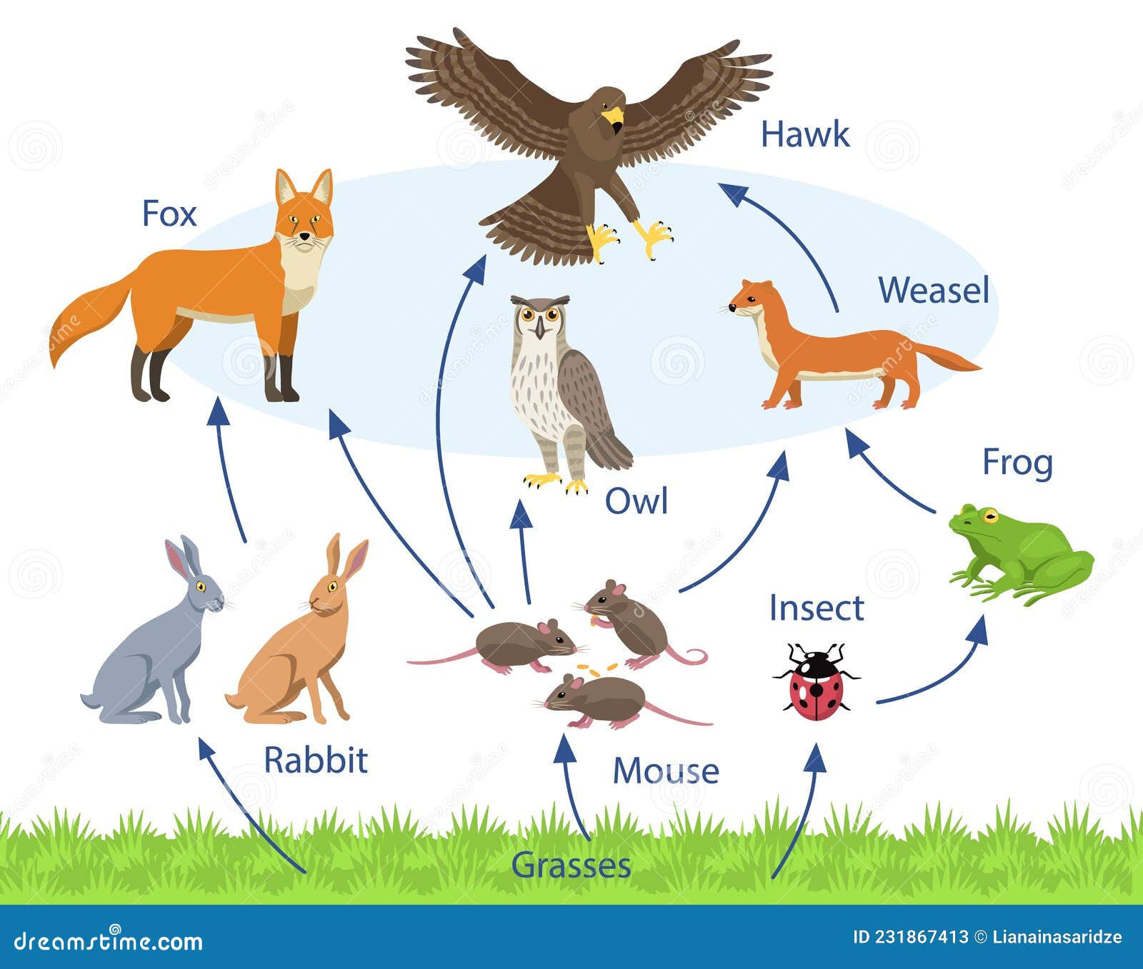 Food Sciences And Technologies Isolated Cartoon Vector Illustrations ... Biology Diagrams