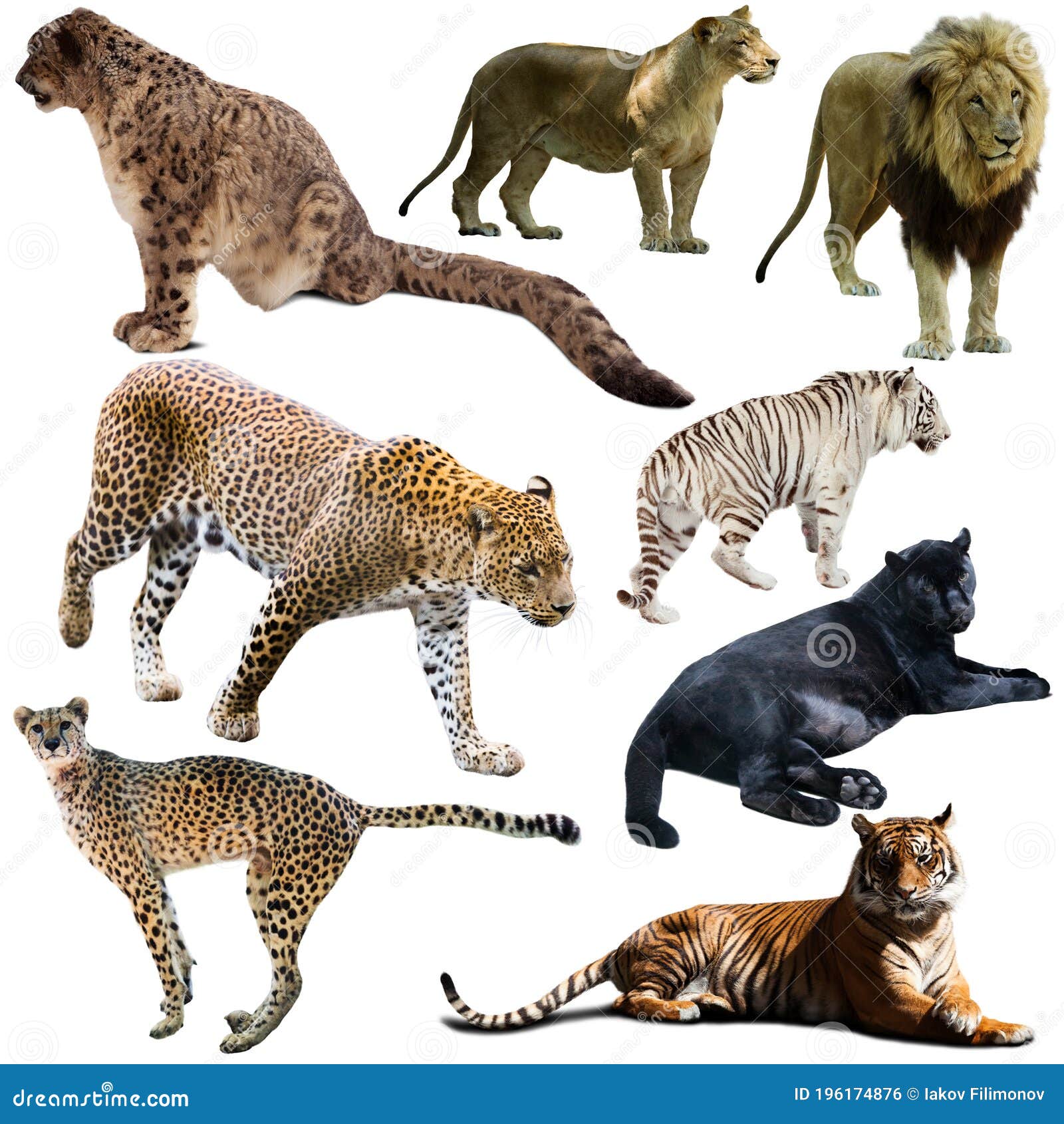 Set of Different Animals of Felidae Family Stock Photo - Image of lynx,  jaguar: 196174876