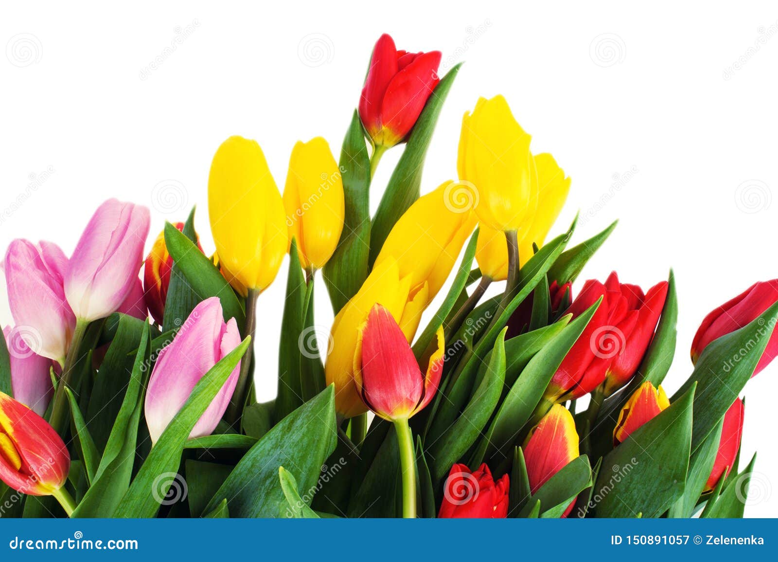 Set Of Different Color Tulips Isolated On White Background, , Spring ...