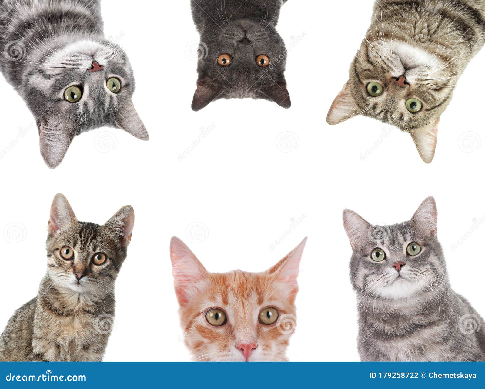 cats collage background