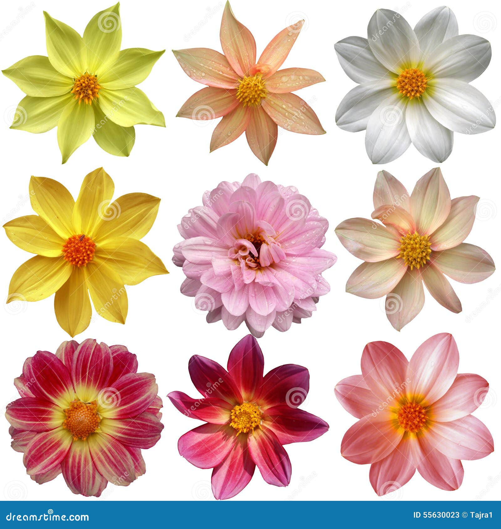 Set of different dahlias stock image. Image of close - 55630023