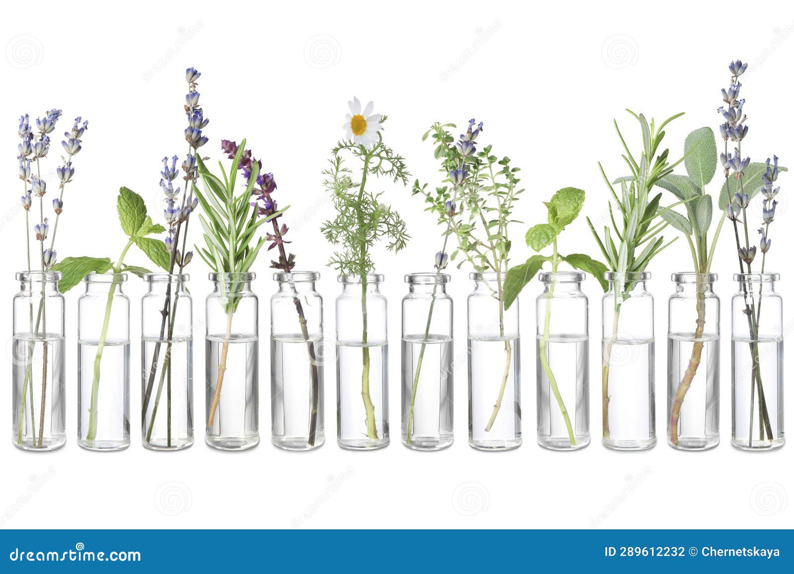 Set of Different Essential Oils with Herbs Isolated on White Stock
