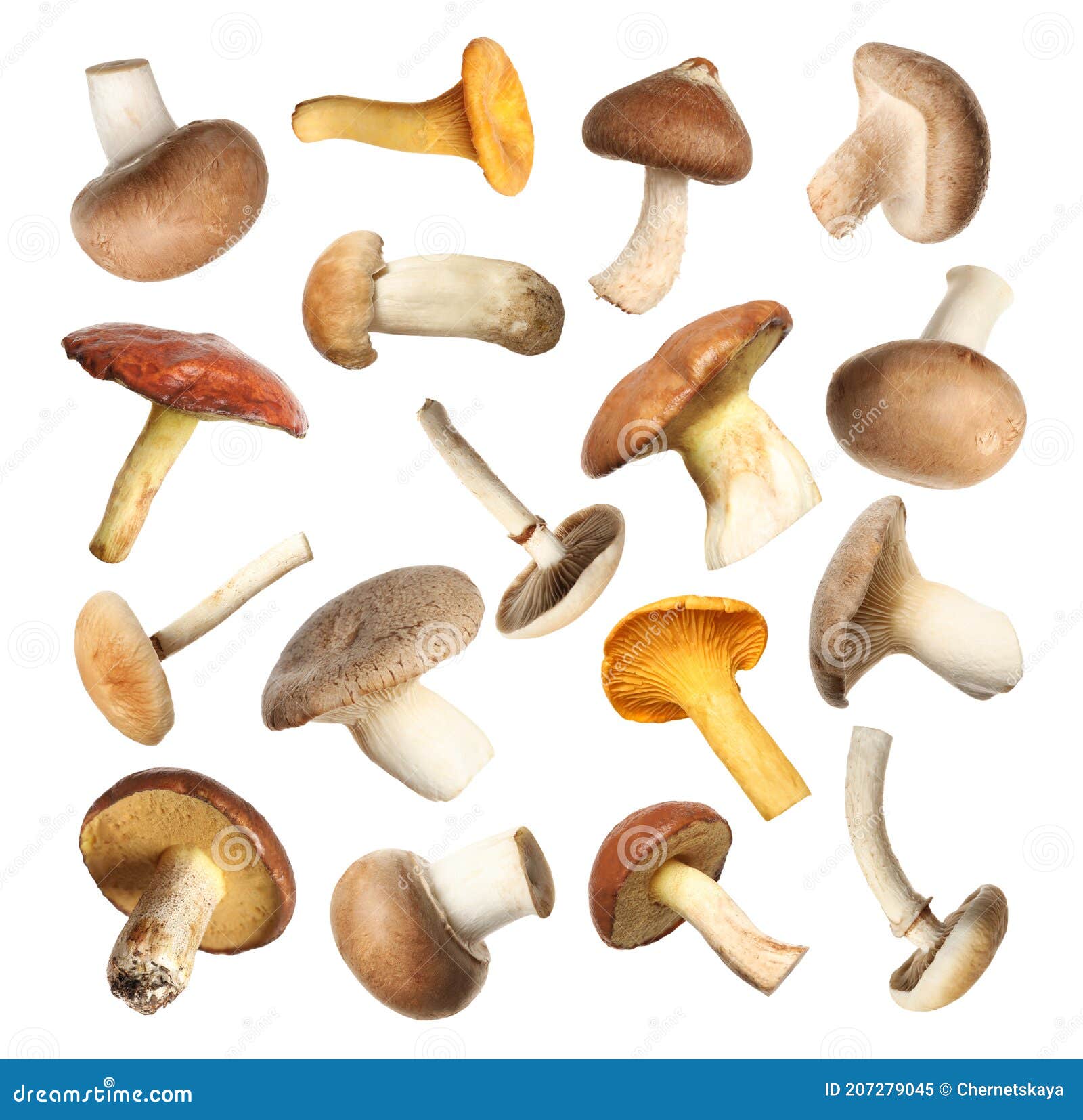 Set of Different Fresh Mushrooms on White Background Stock Image