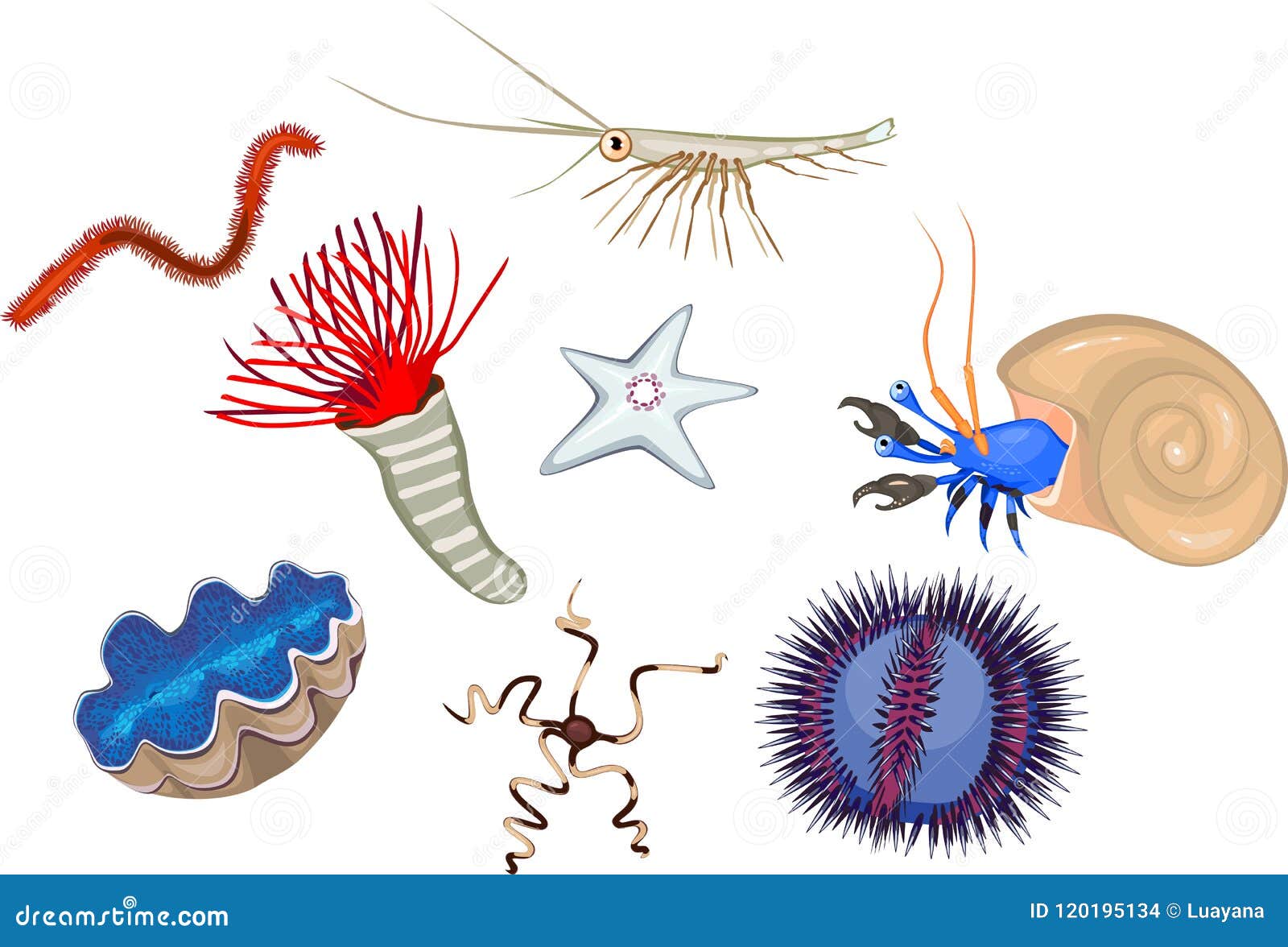 Set of Different Marine Invertebrates Animals on White Background Stock Vector - Illustration of invertebrates, urchin: 120195134 Set of Different Marine Invertebrates Animals on White Background Stock Vector - Illustration of invertebrates, urchin: 120195134