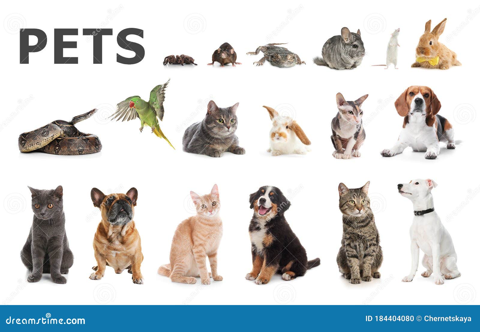 Set Of Different Pets On Background Stock Photo Image Of Mammal