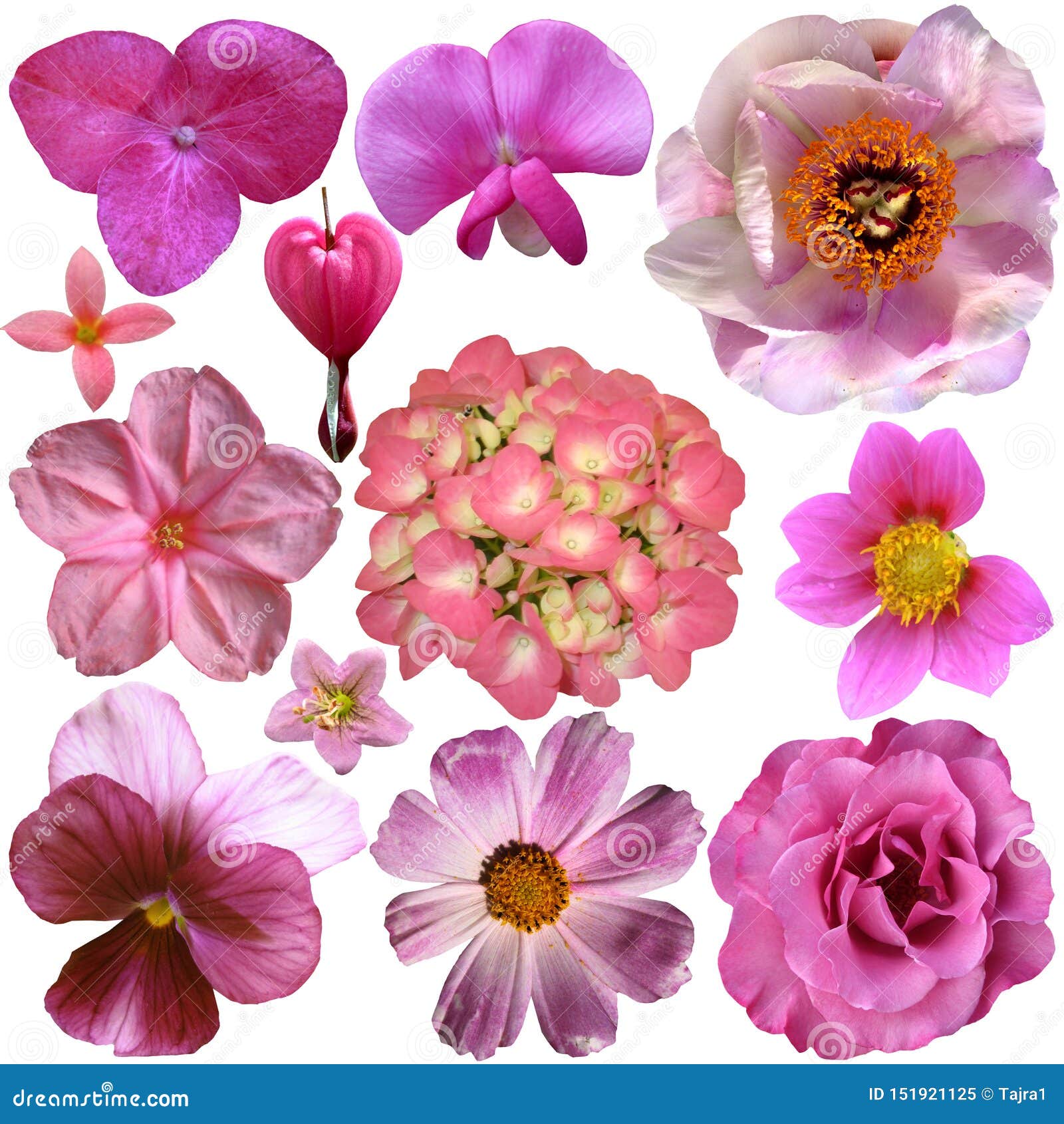 Set of Different Pink Isolated Flowers Stock Image Image of mixed