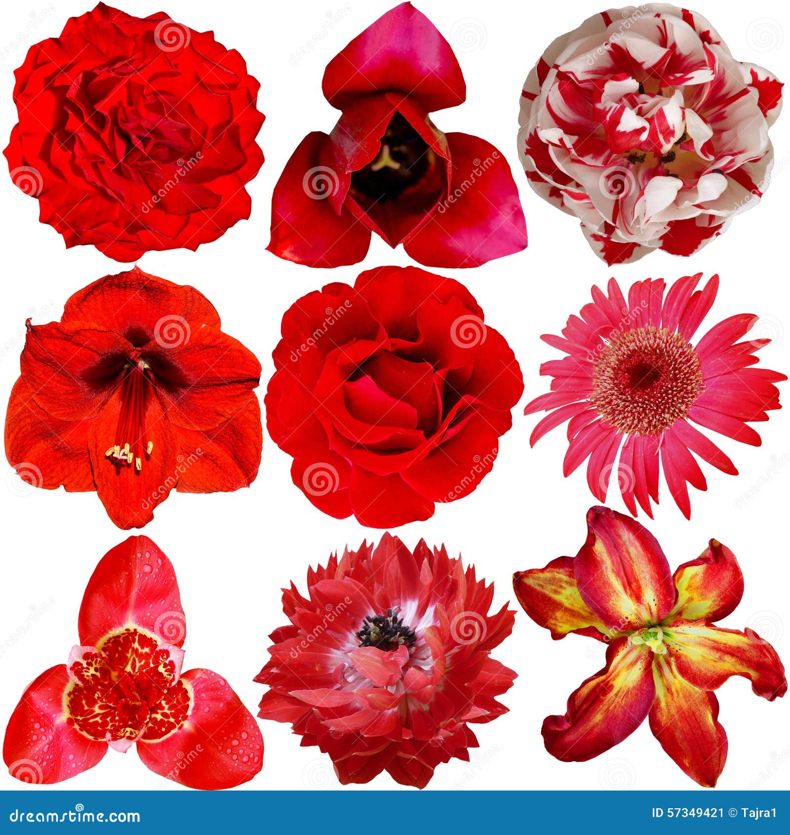 Set of Different Red Flowers Stock Image - Image of background ...