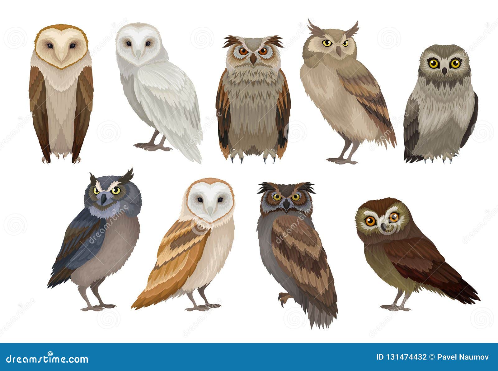 Image result for images of owls