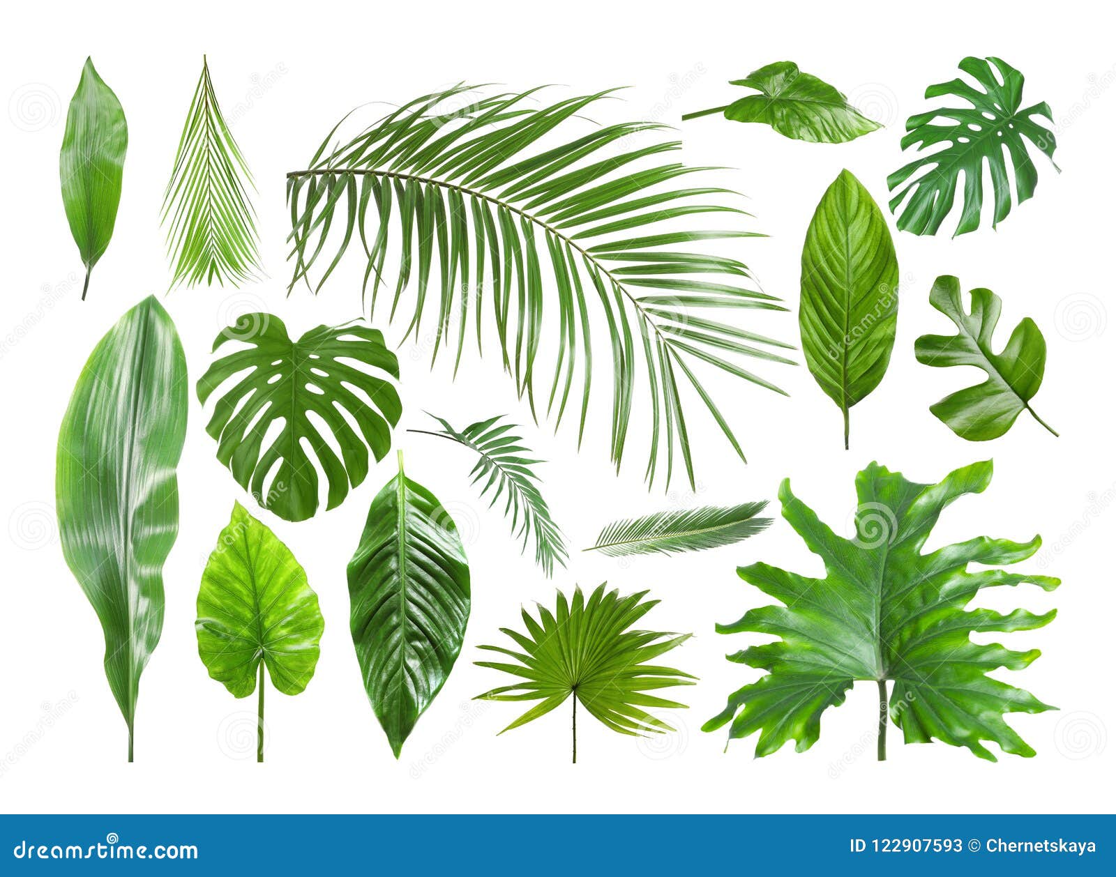 set of different tropical leaves
