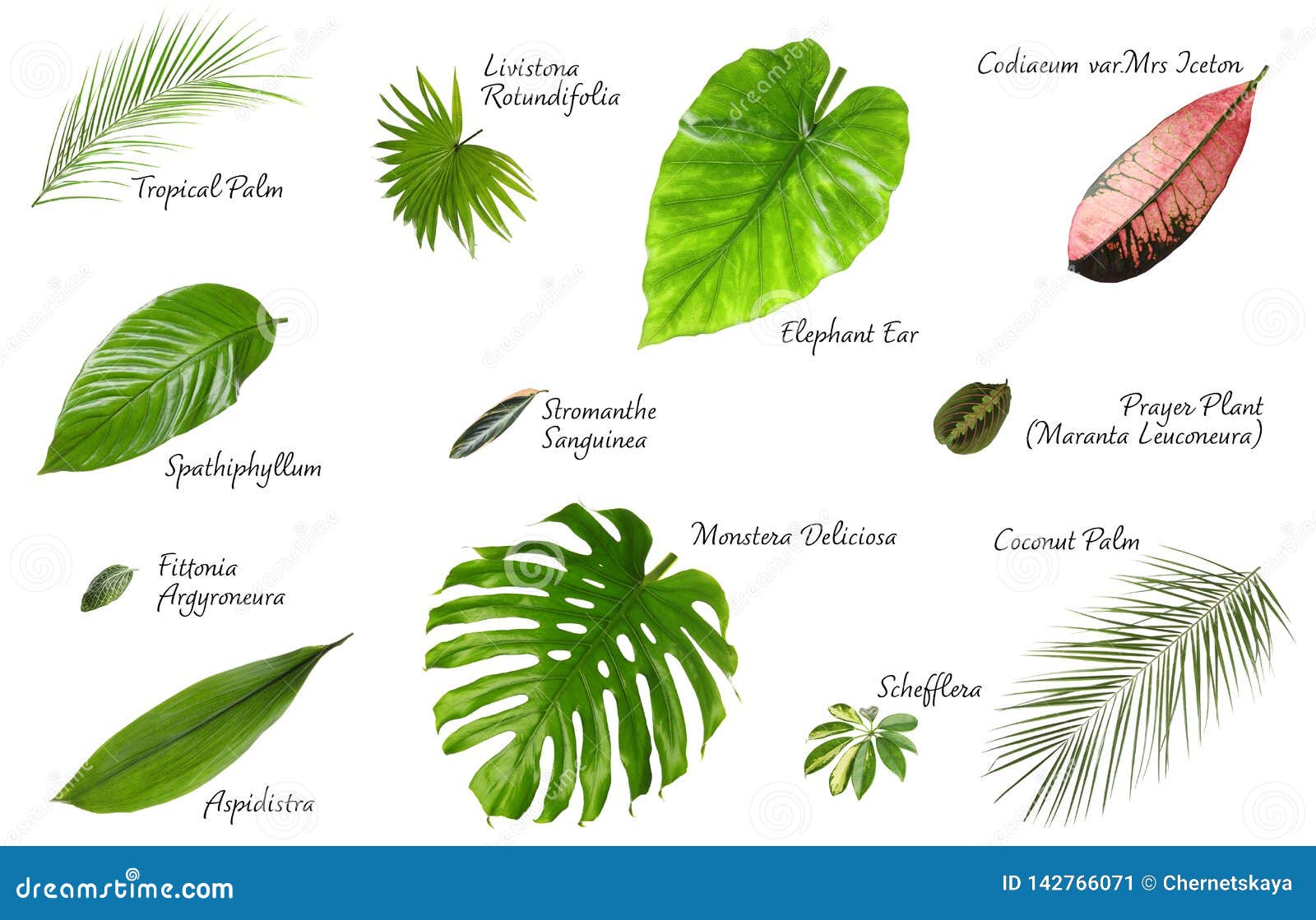 Set of Different Tropical Leaves Stock Image - Image of isolated, herb ...