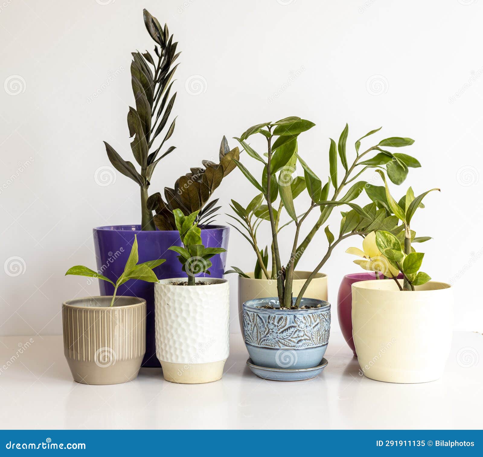 Set of Different Varieties of ZZ Plants in a Ceramic Pots on White