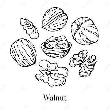 Set of Different Walnuts. Hand Drawn Outline Vector Sketch Illustration ...