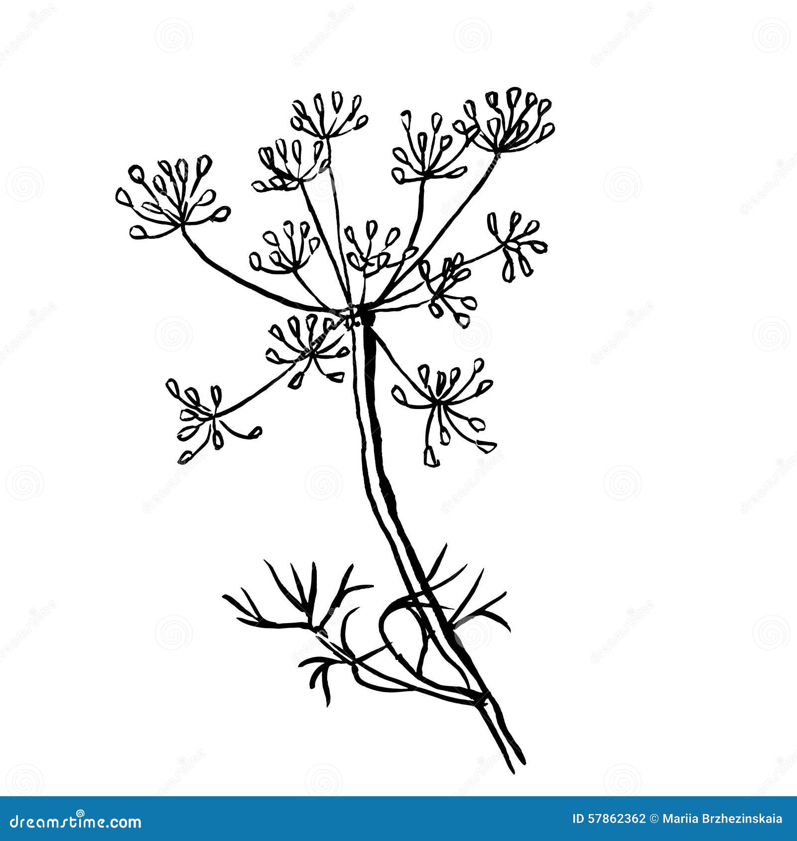 Set of Dill Isolated on White Background. Hand Stock Vector