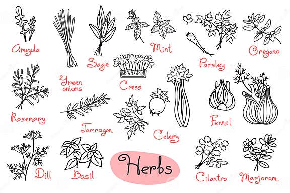 set-drawings-of-herbs-used-in-cooking-for-design-menus-recipes-and